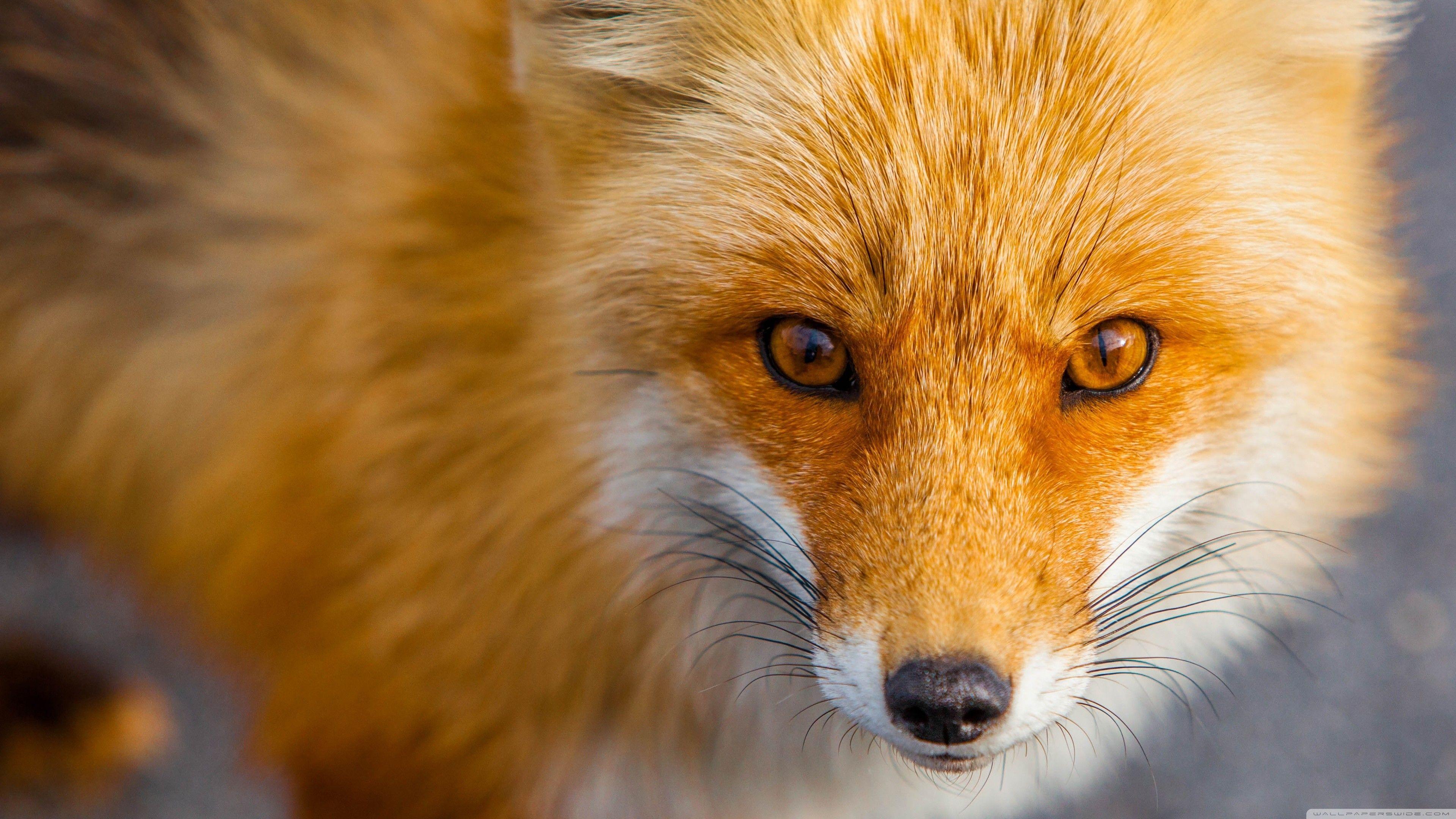 Red Fox Wallpapers