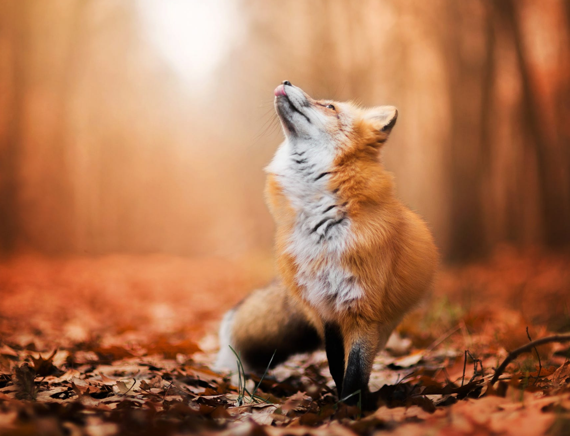 Red Fox Wallpapers