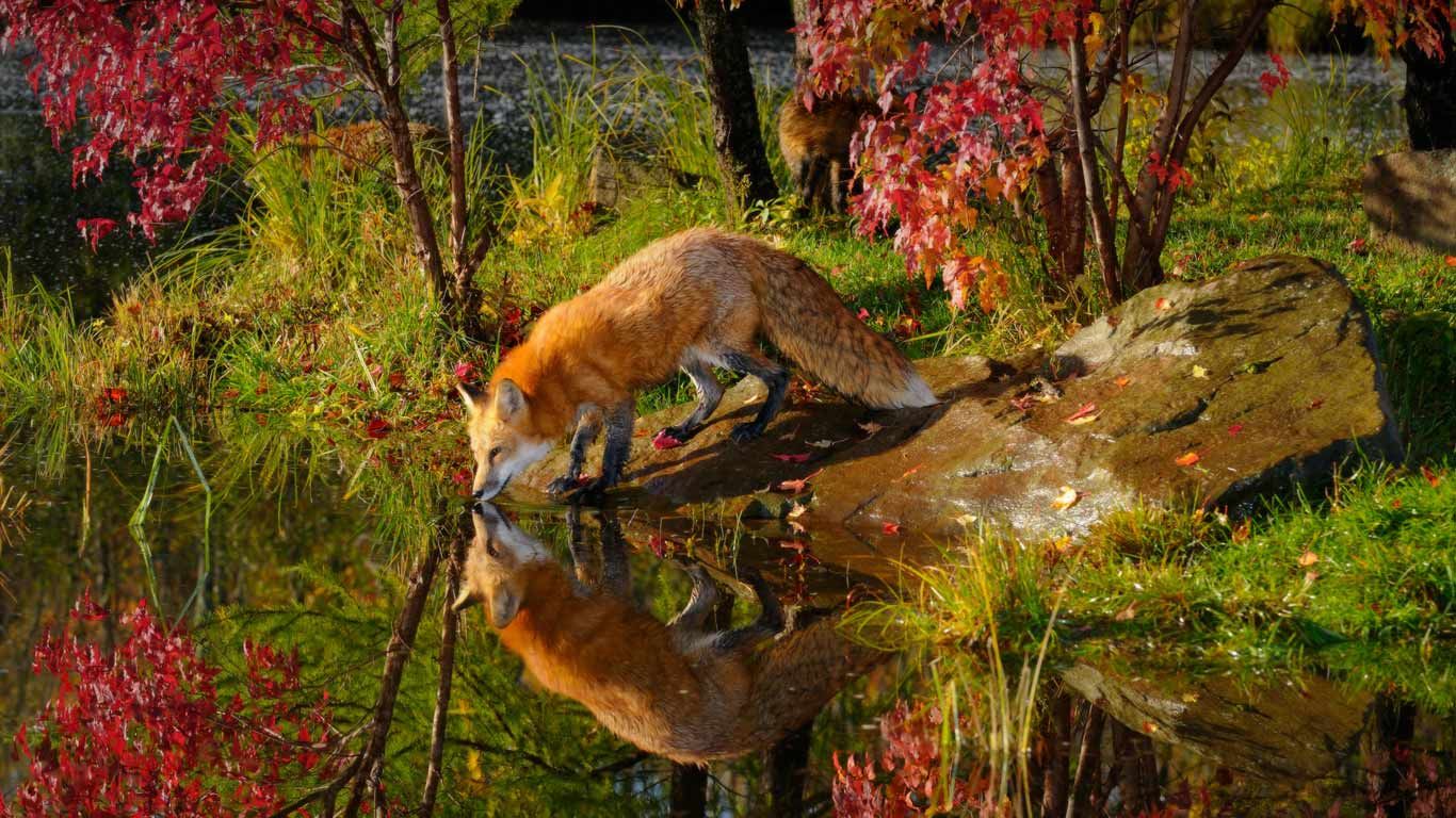 Red Fox Wallpapers