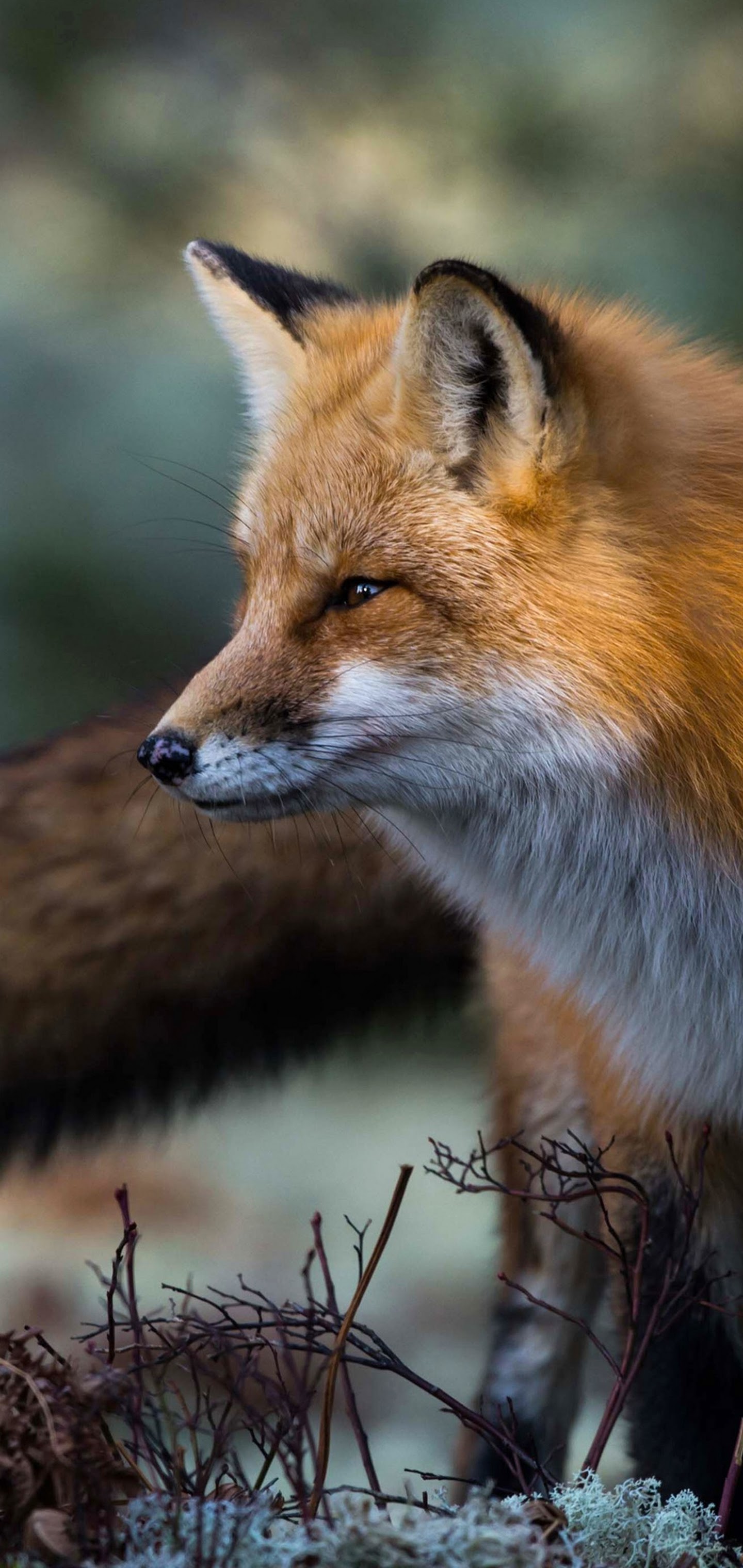 Red Fox Wallpapers