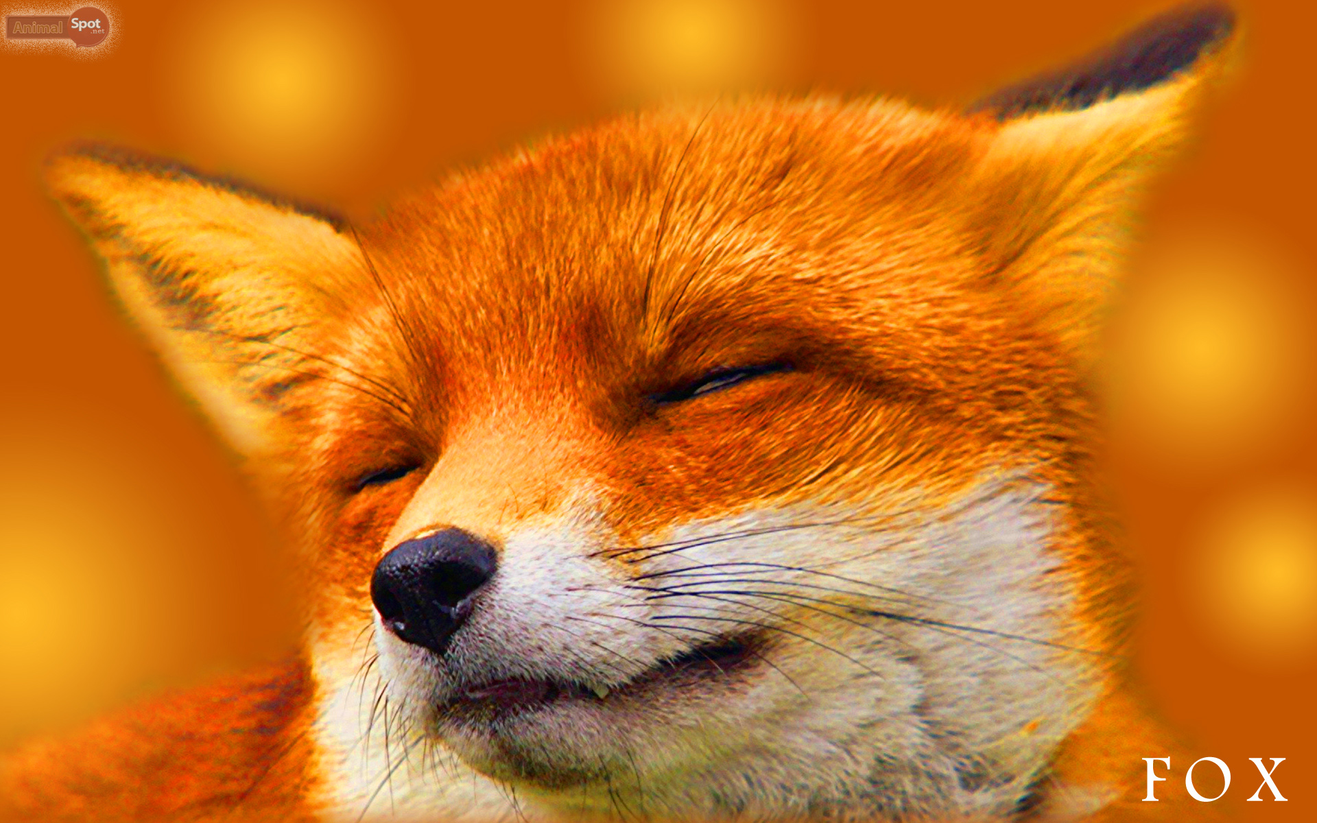 Red Fox Wallpapers