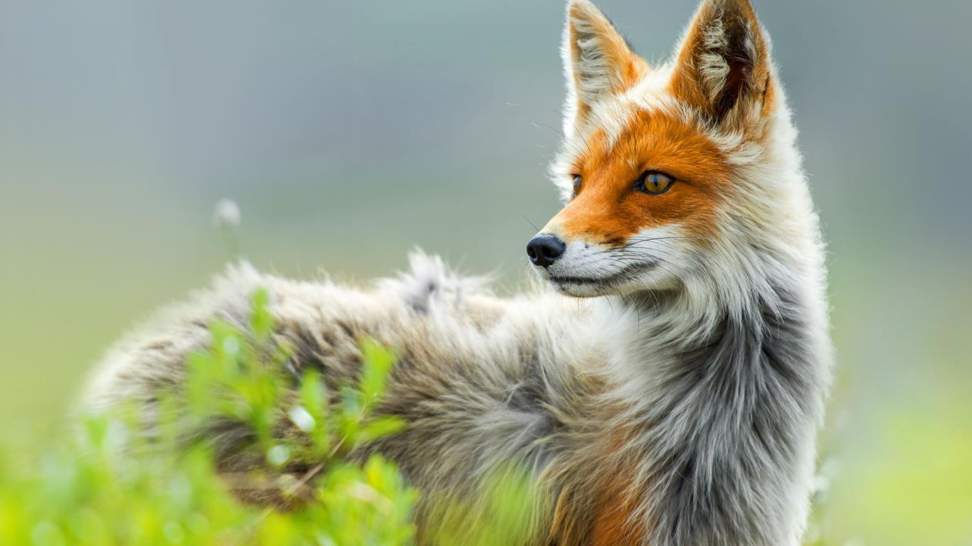 Red Fox Wallpapers