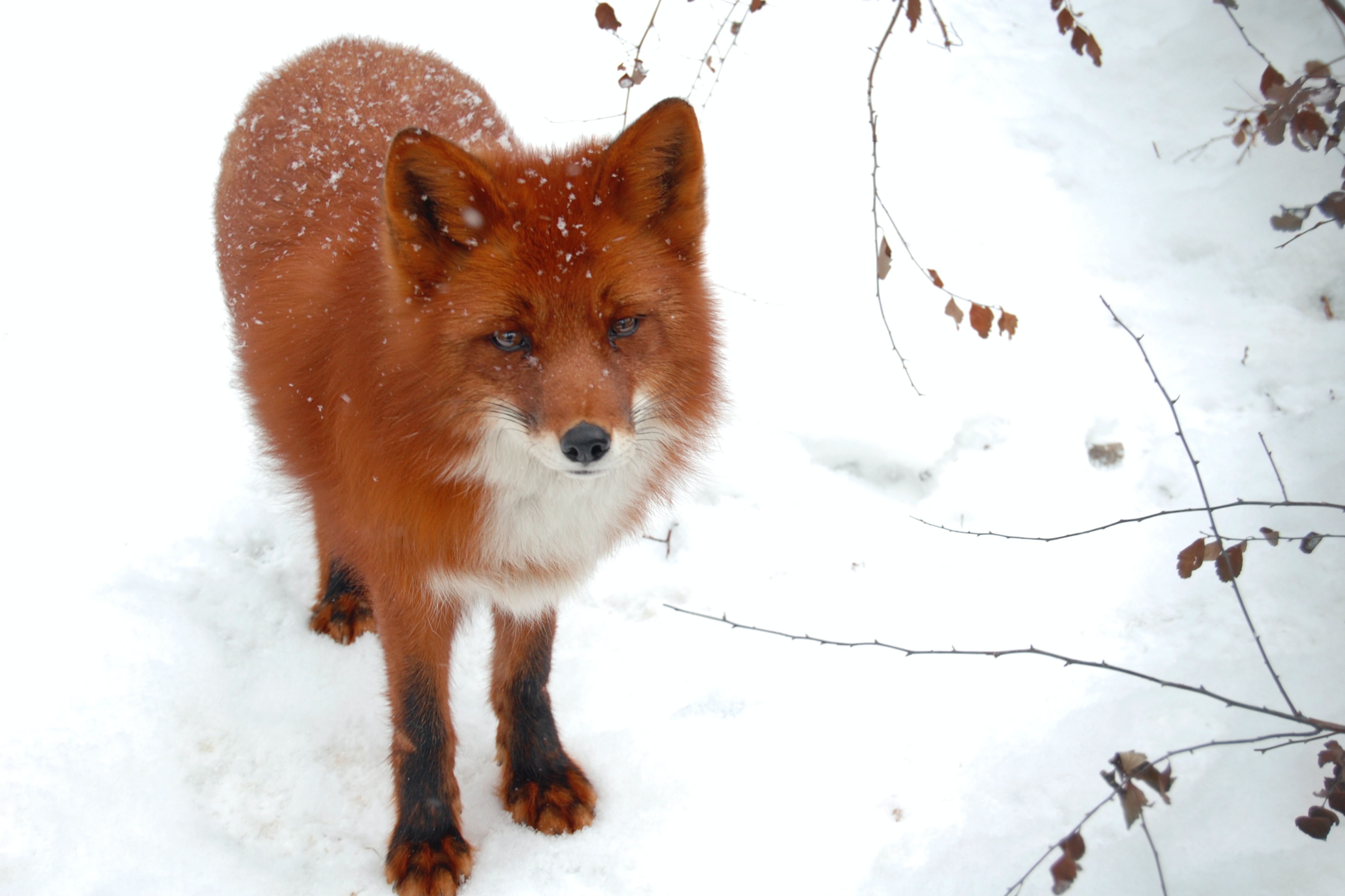 Red Fox Wallpapers