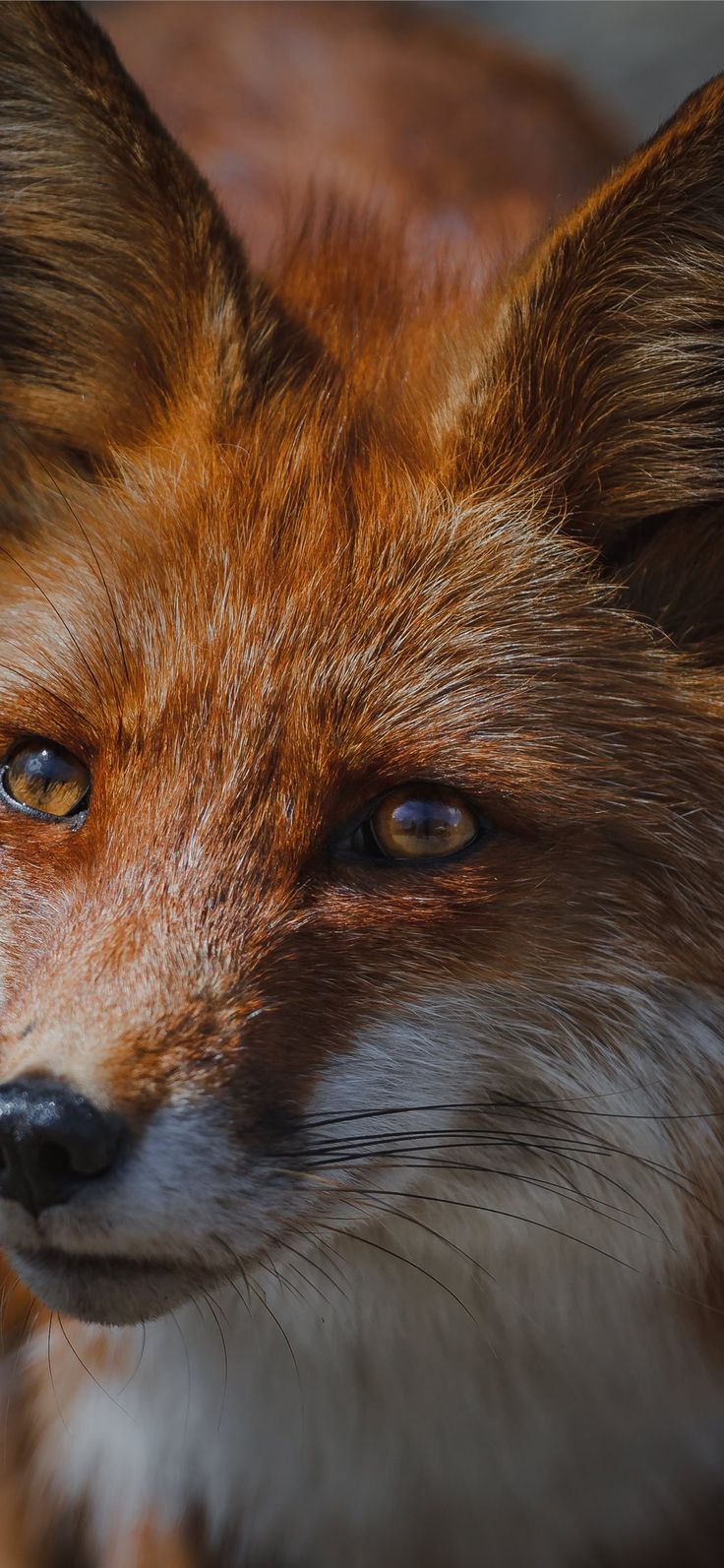 Red Fox Wallpapers