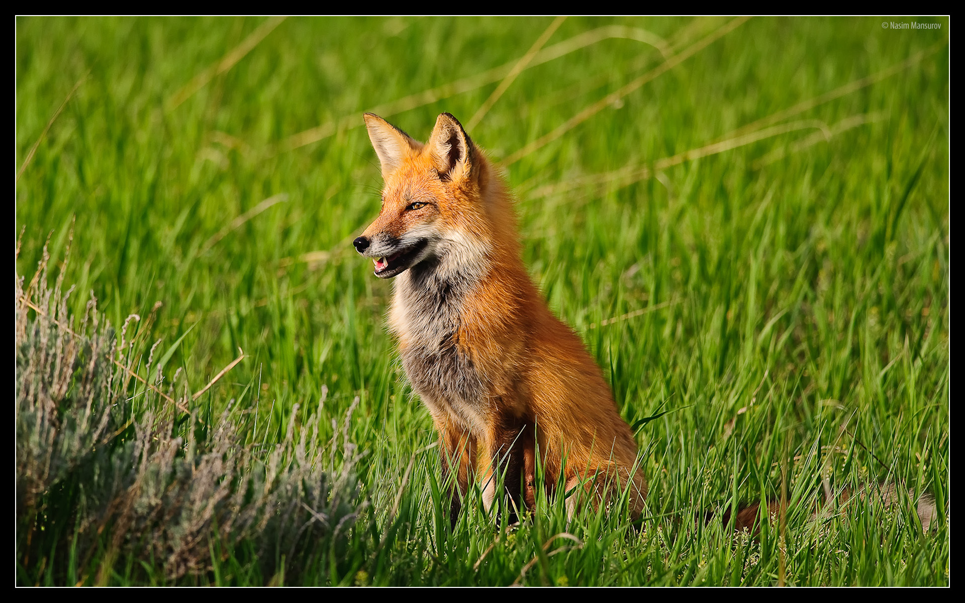 Red Fox Wallpapers