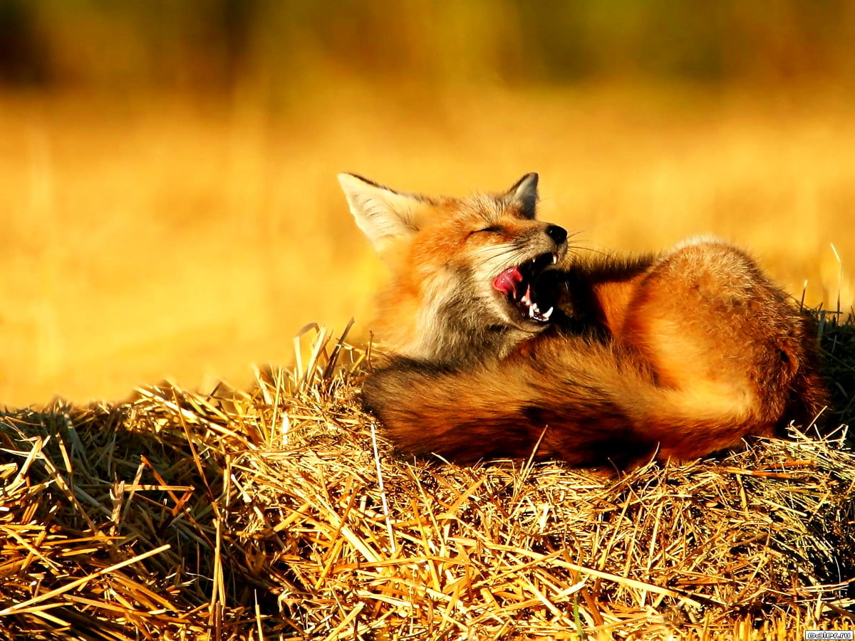 Red Fox Wallpapers