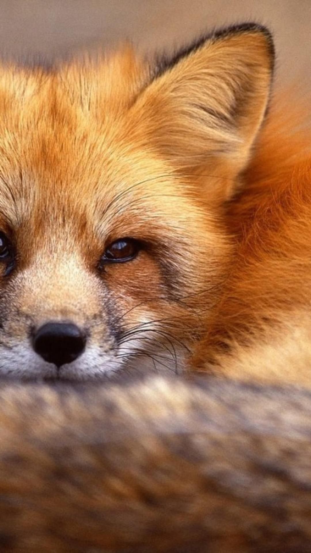 Red Fox Wallpapers