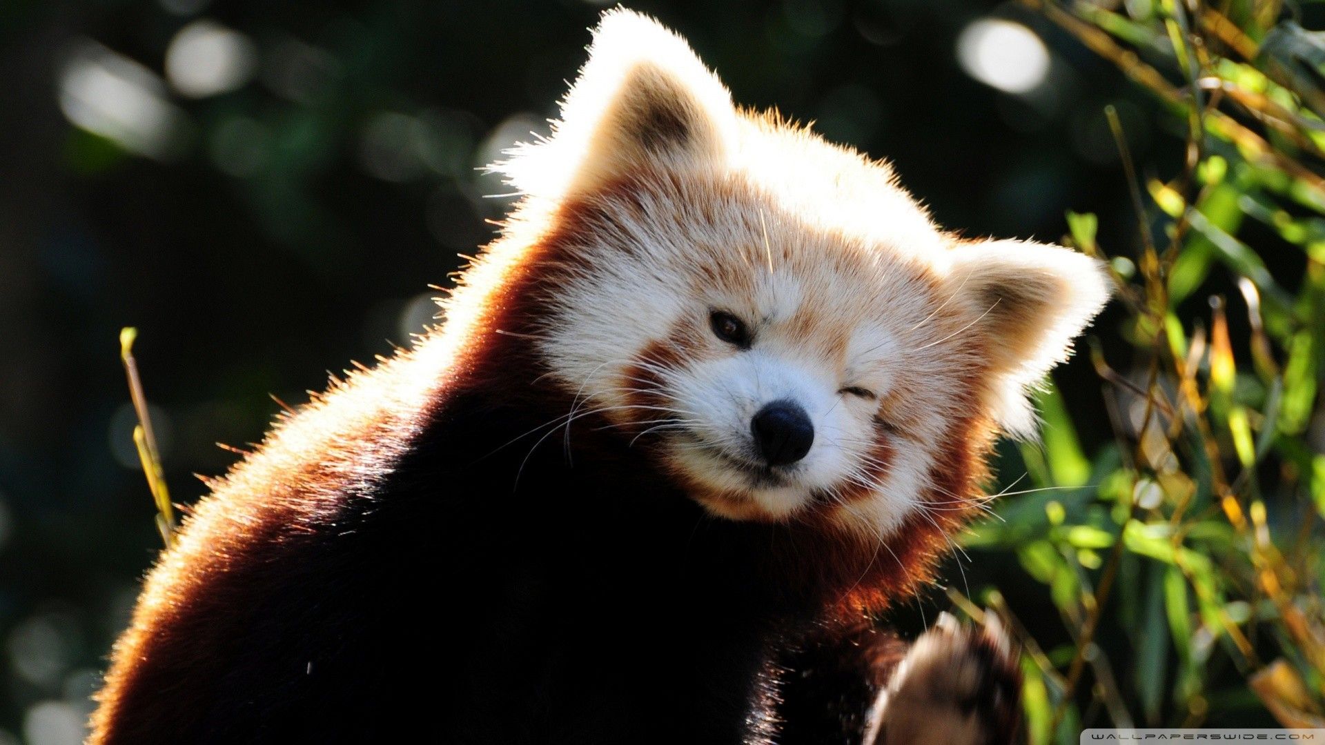 Red Panda Wallpapers