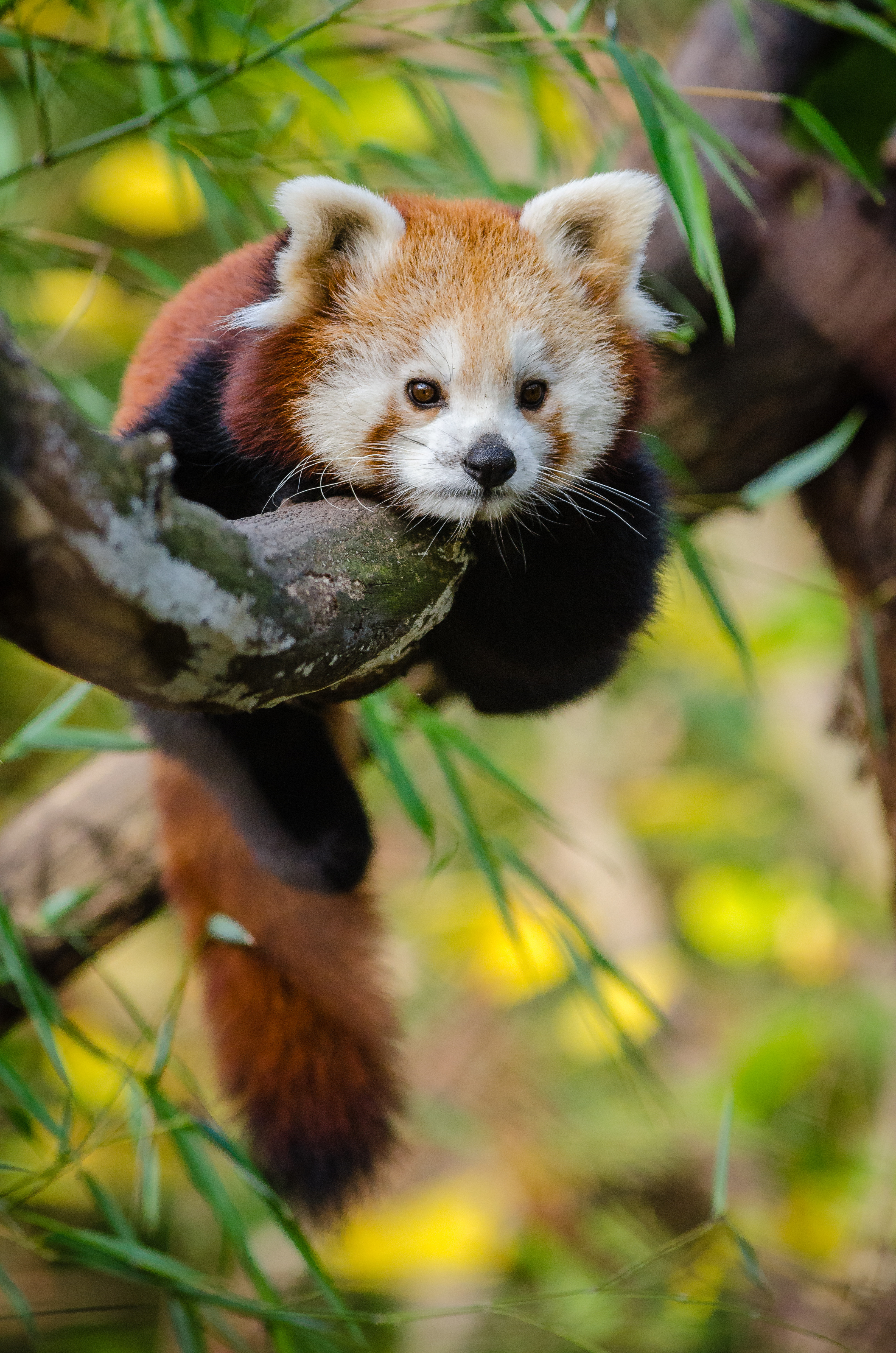 Red Panda Wallpapers