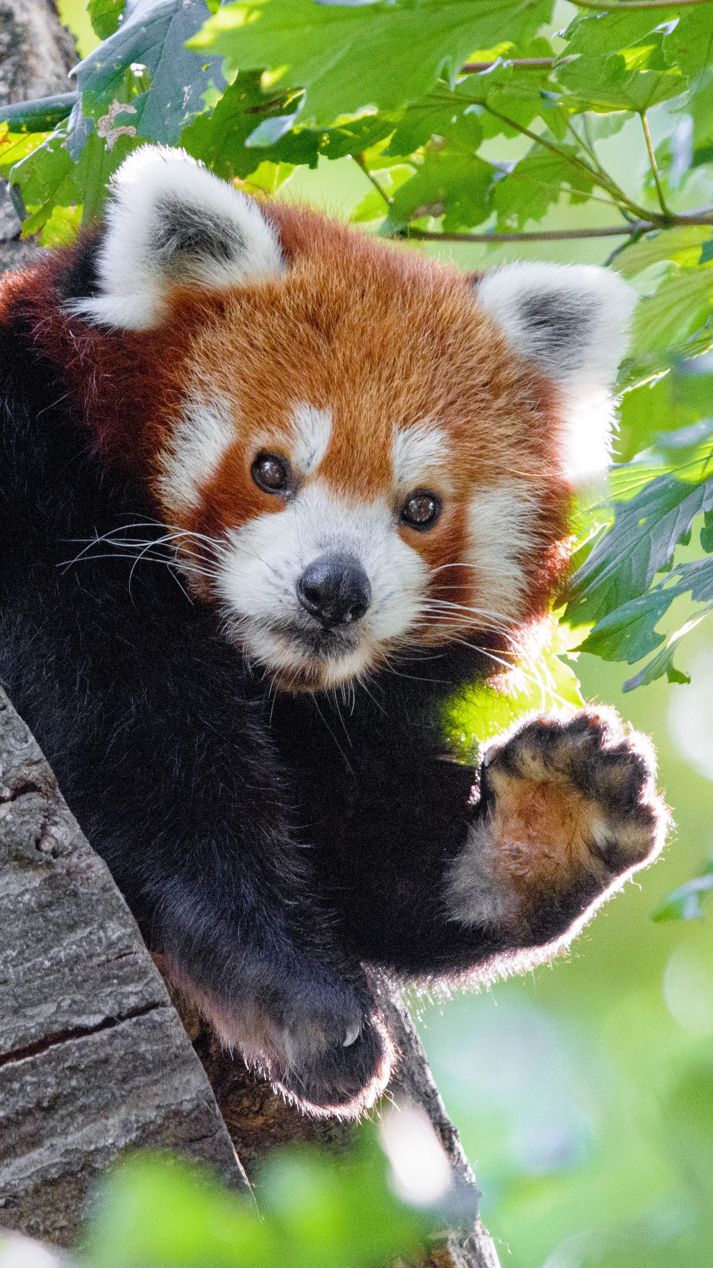 Red Panda Wallpapers