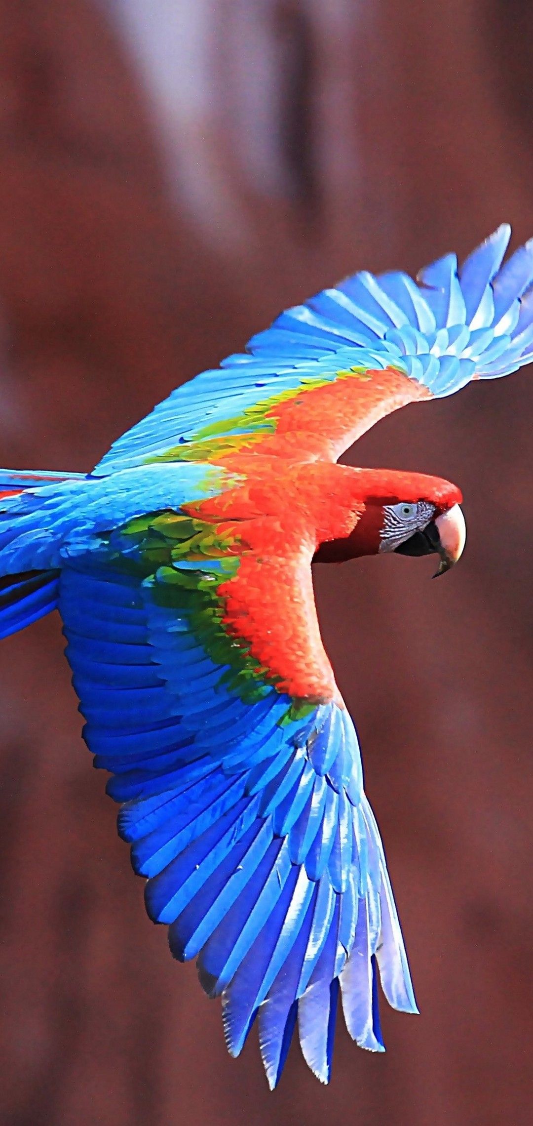 Red-And-Green Macaw Wallpapers