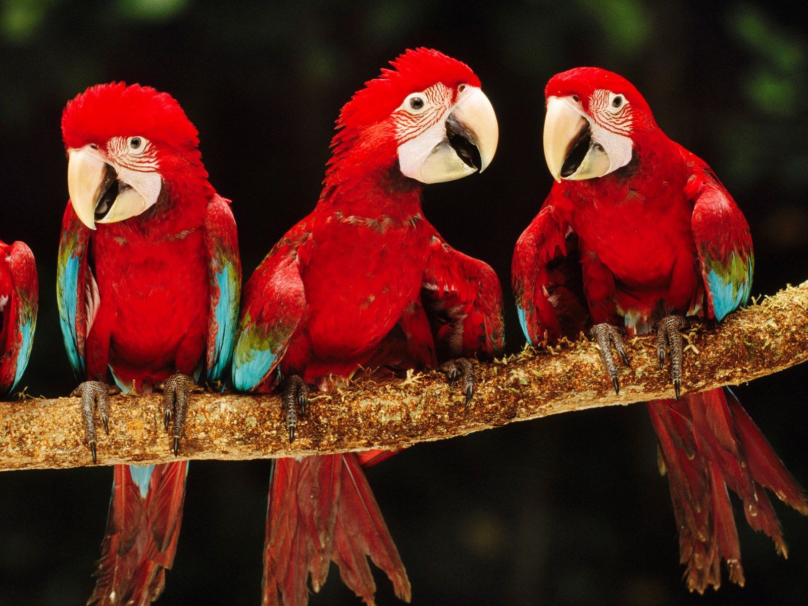 Red-And-Green Macaw Wallpapers