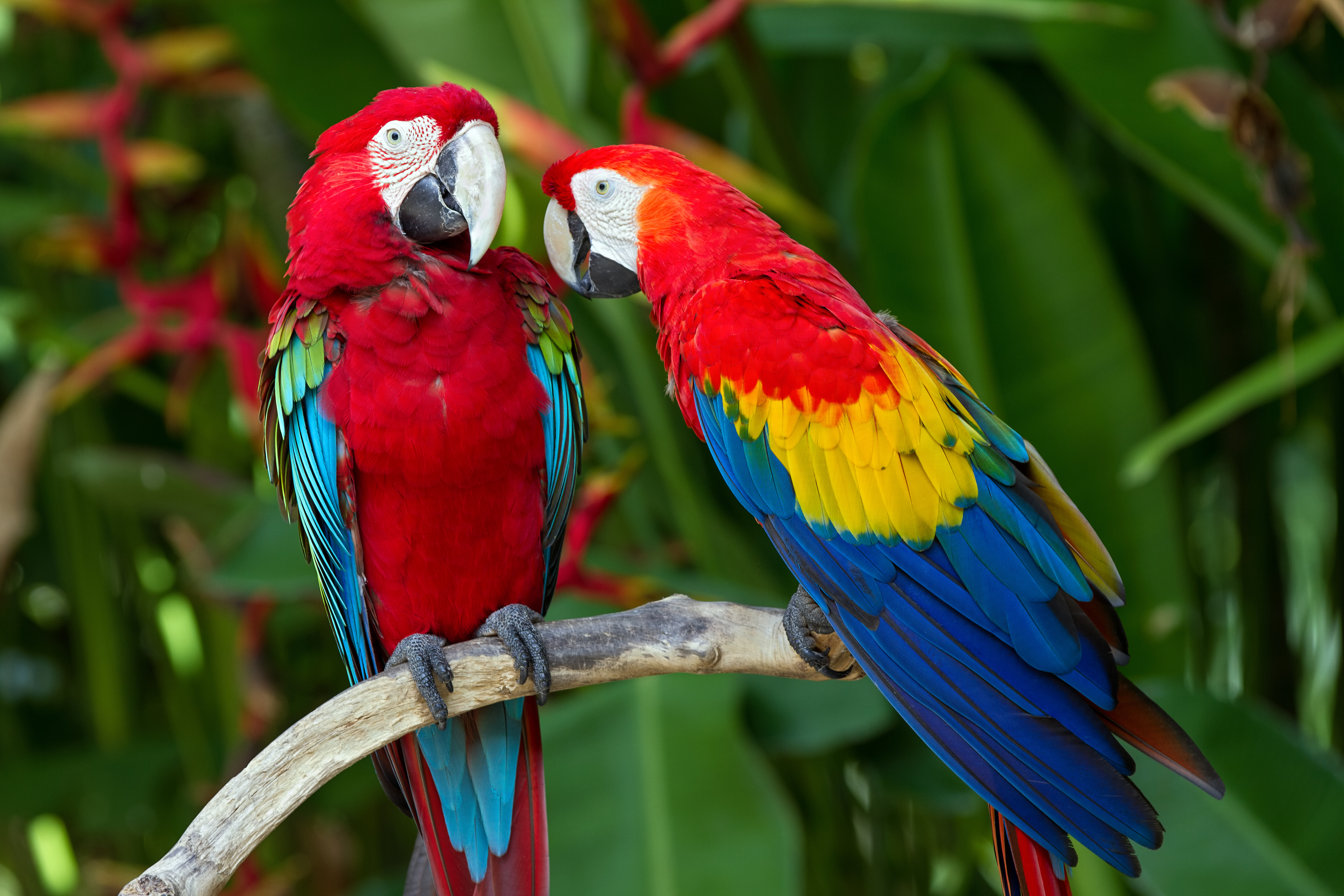 Red-And-Green Macaw Wallpapers