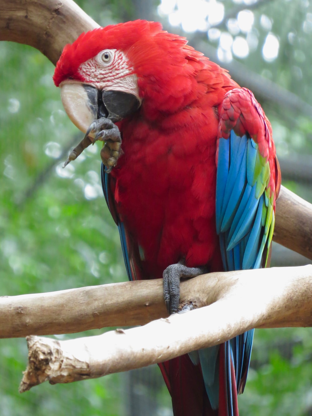 Red-And-Green Macaw Wallpapers