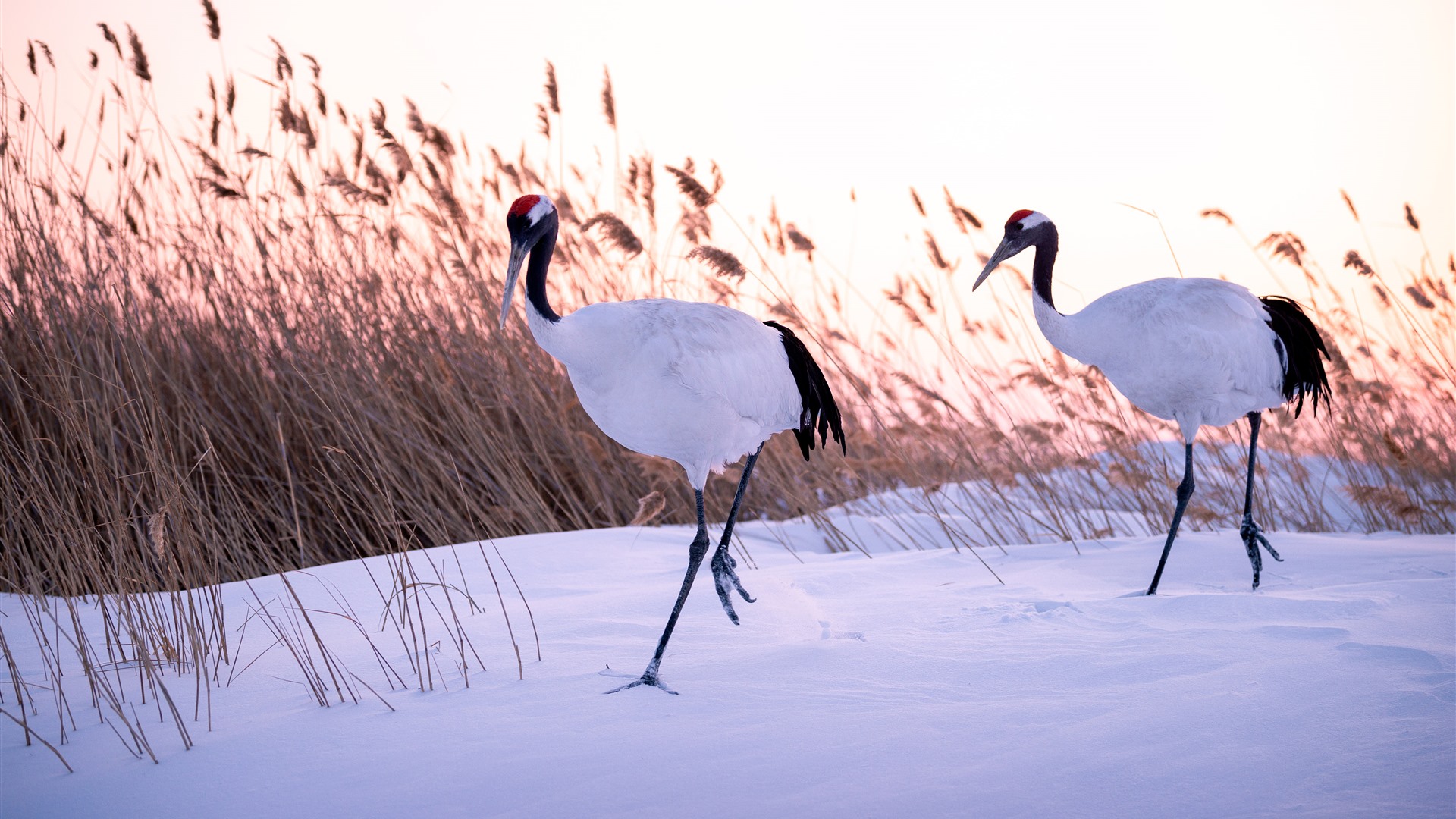 Red-Crowned Crane Wallpapers