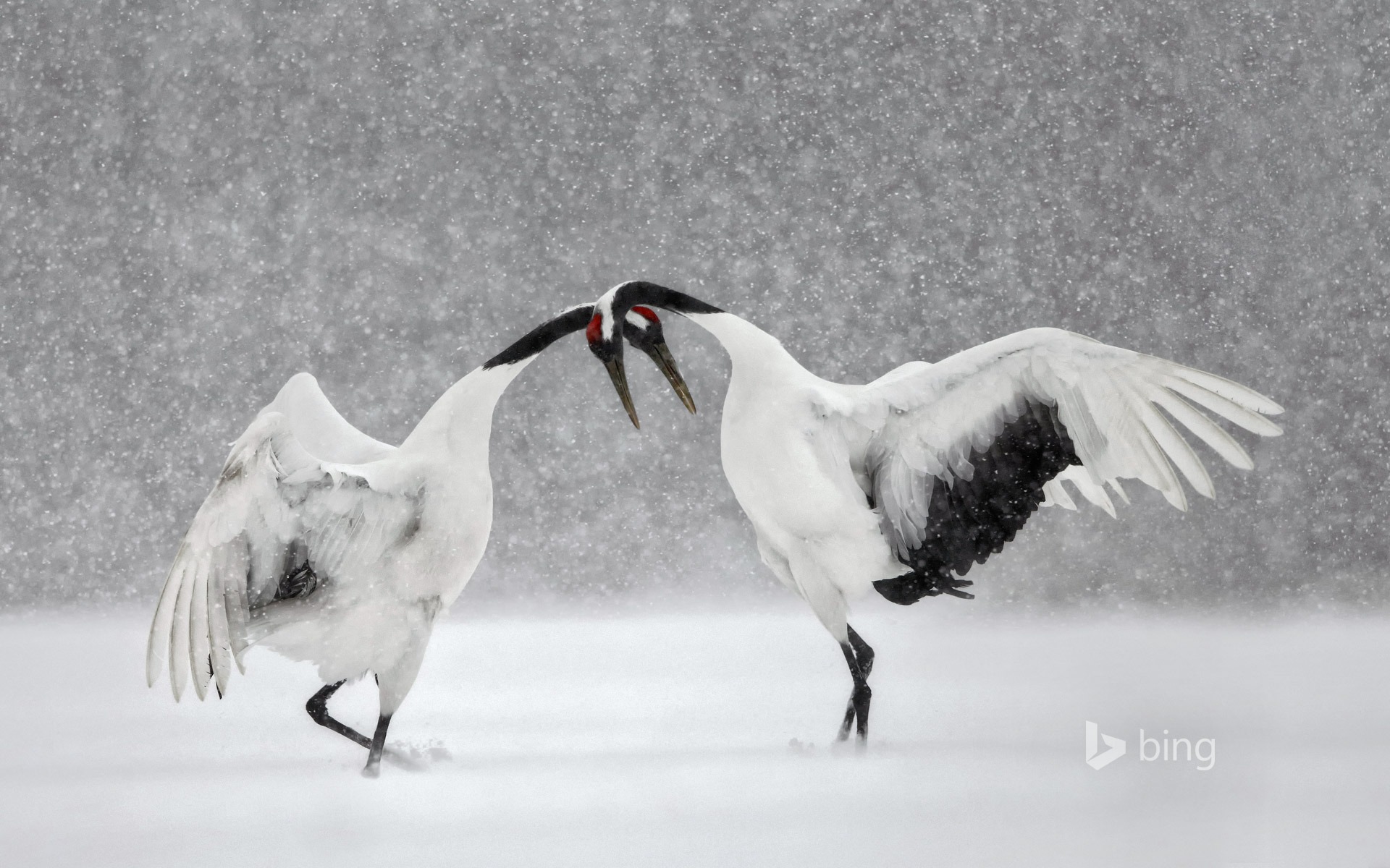 Red-Crowned Crane Wallpapers