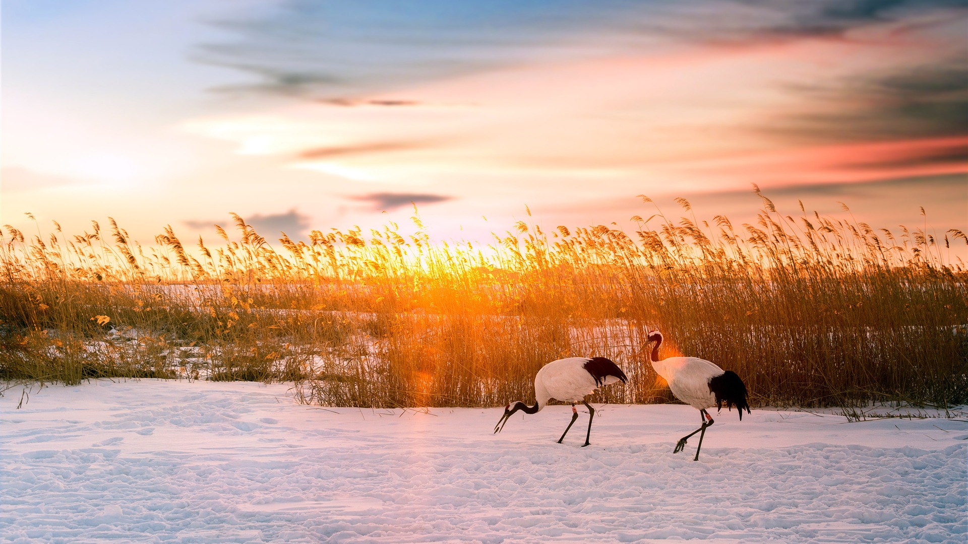 Red-Crowned Crane Wallpapers