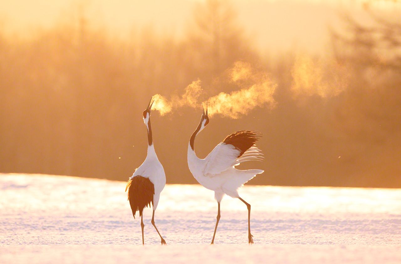 Red-Crowned Crane Wallpapers