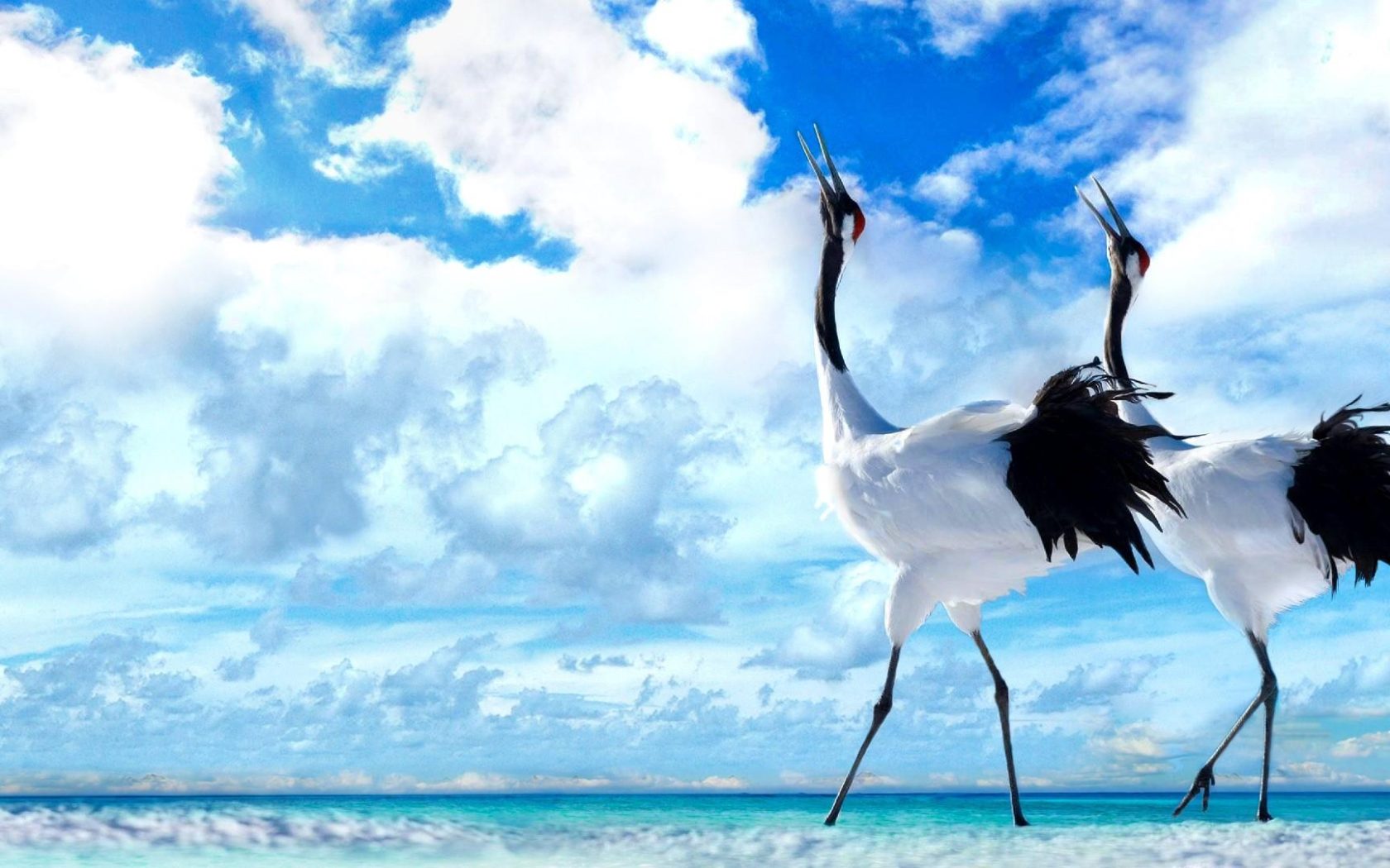 Red-Crowned Crane Wallpapers