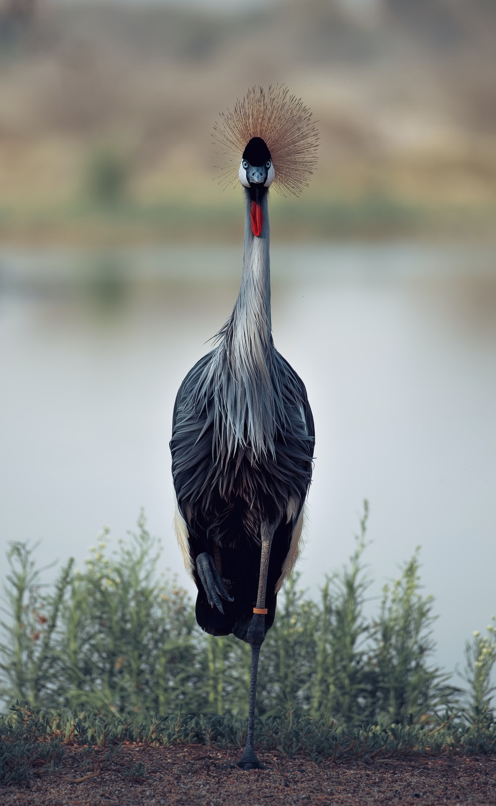 Red-Crowned Crane Wallpapers