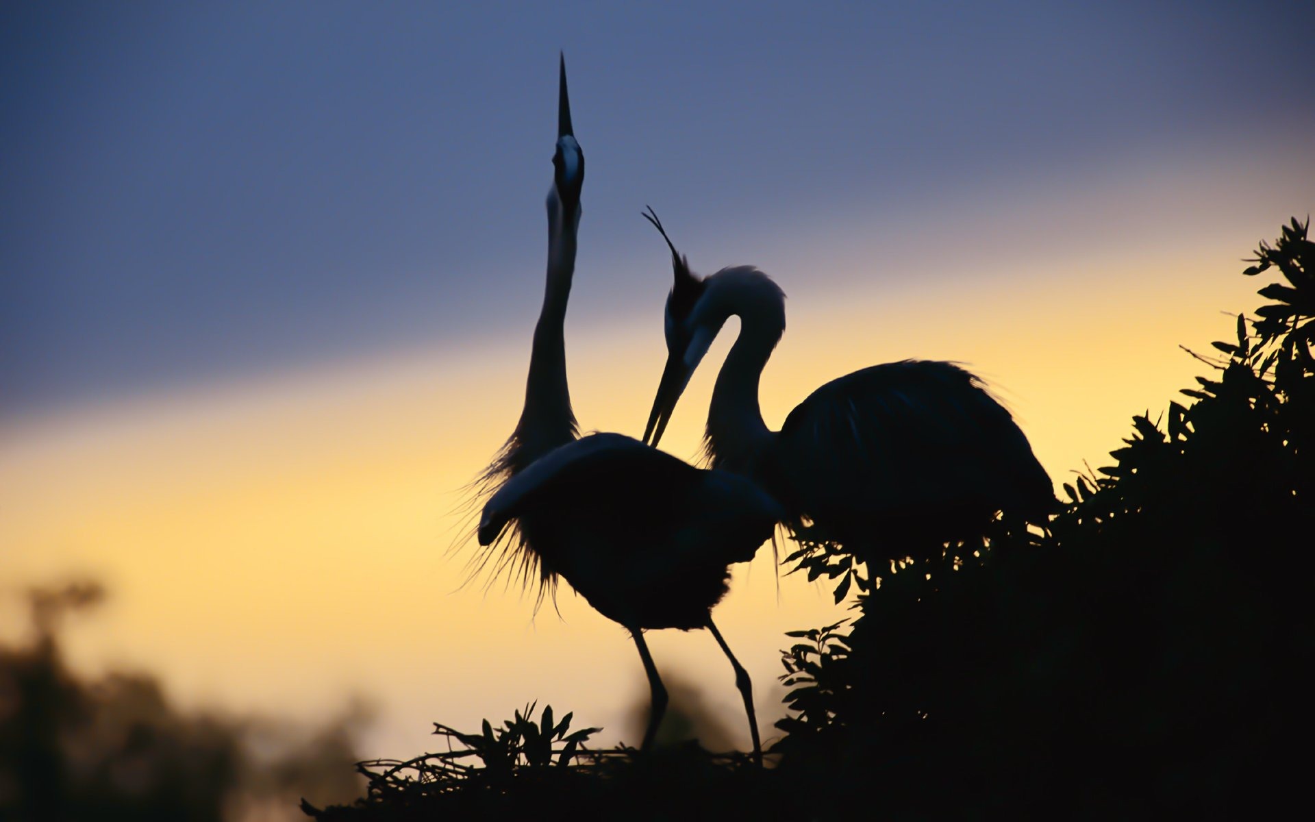 Red-Crowned Crane Wallpapers