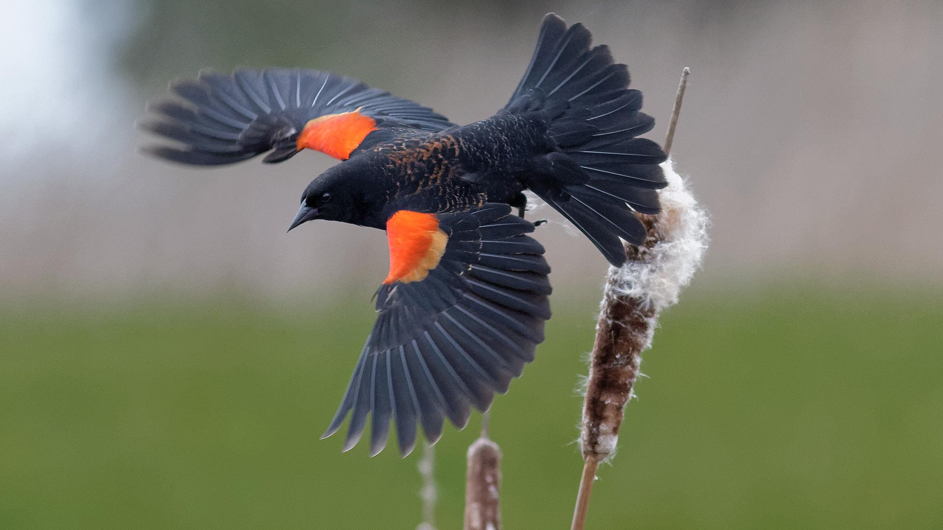 Red-Winged Blackbird Wallpapers