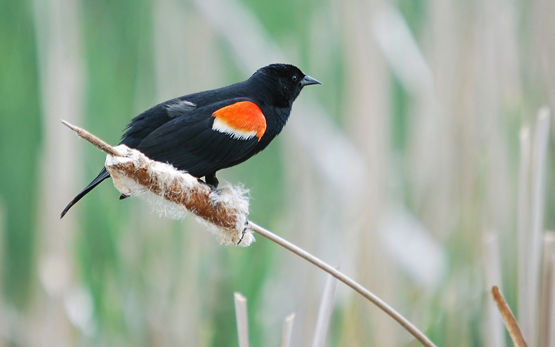 Red-Winged Blackbird Wallpapers