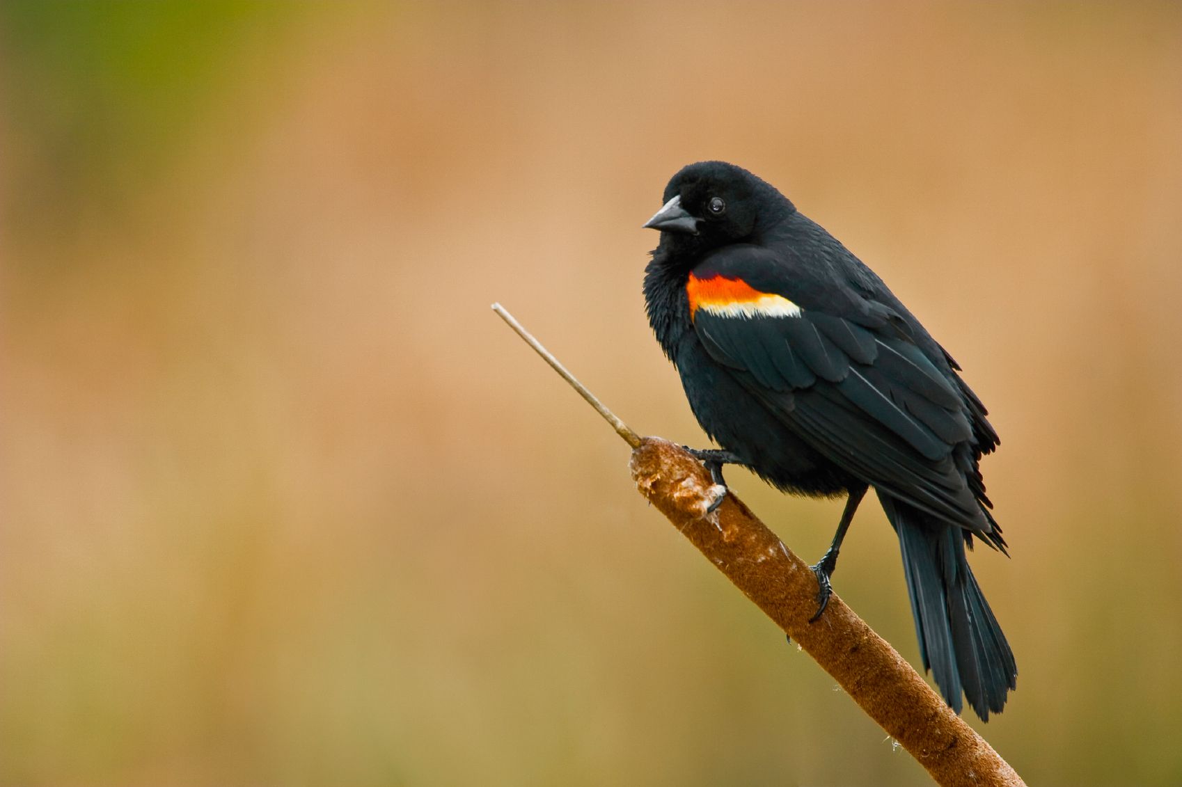 Red-Winged Blackbird Wallpapers