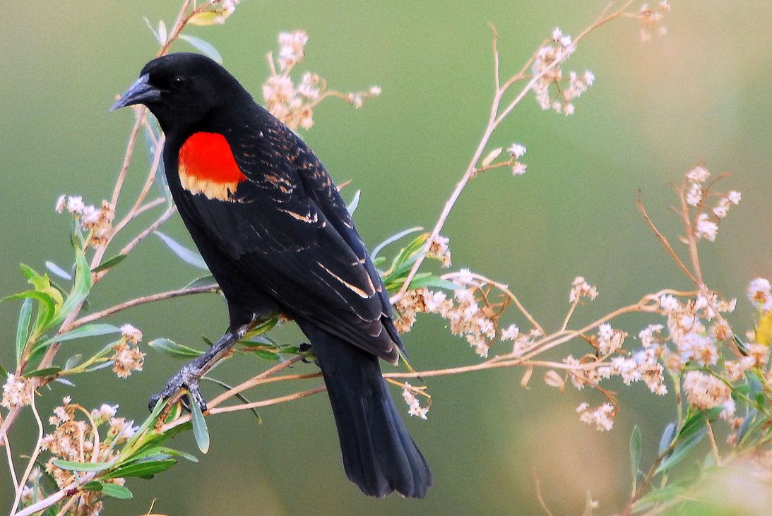 Red-Winged Blackbird Wallpapers