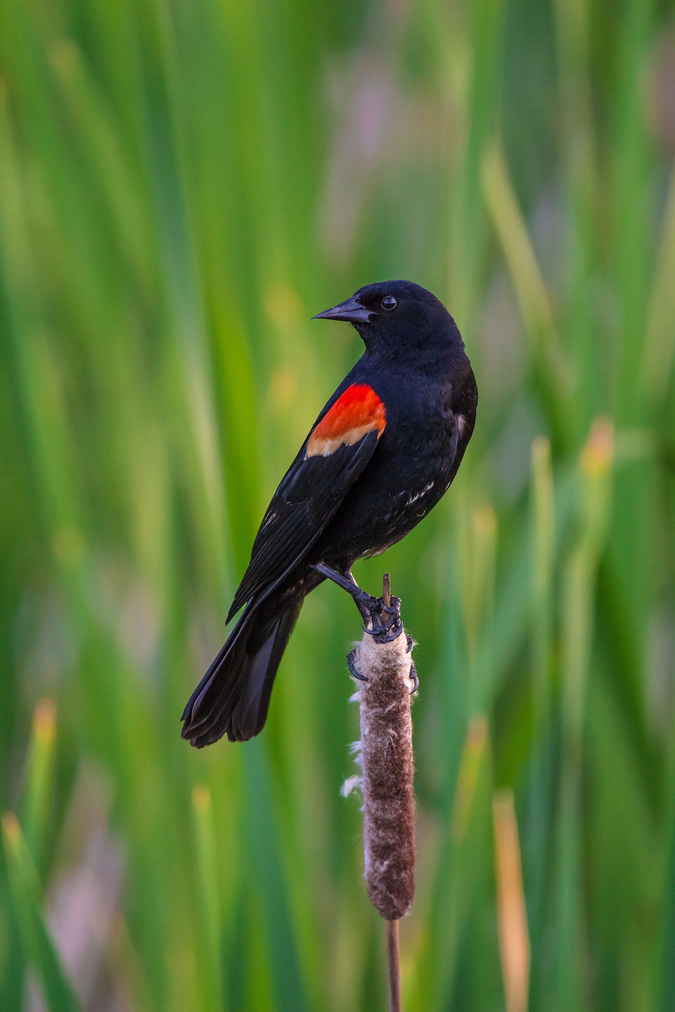 Red-Winged Blackbird Wallpapers