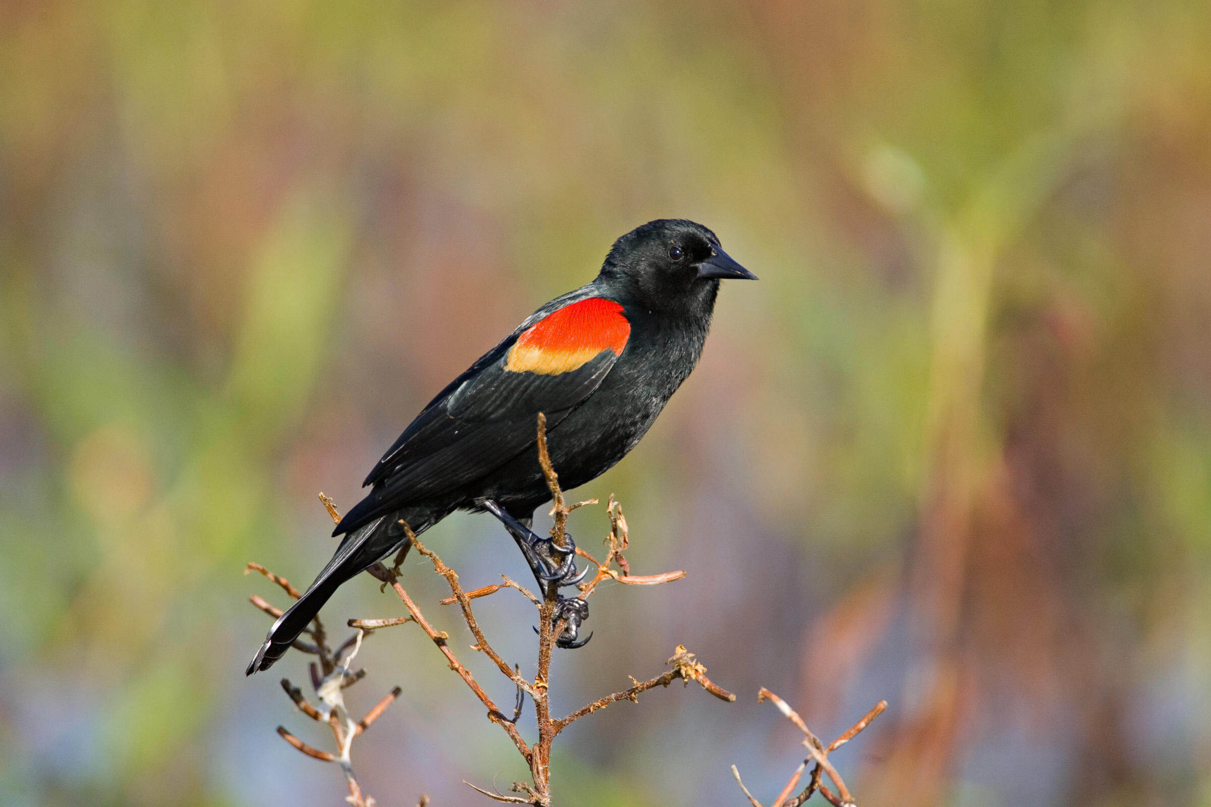 Red-Winged Blackbird Wallpapers