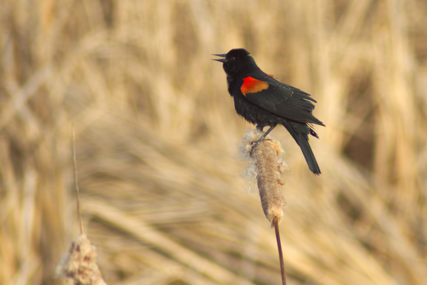 Red-Winged Blackbird Wallpapers