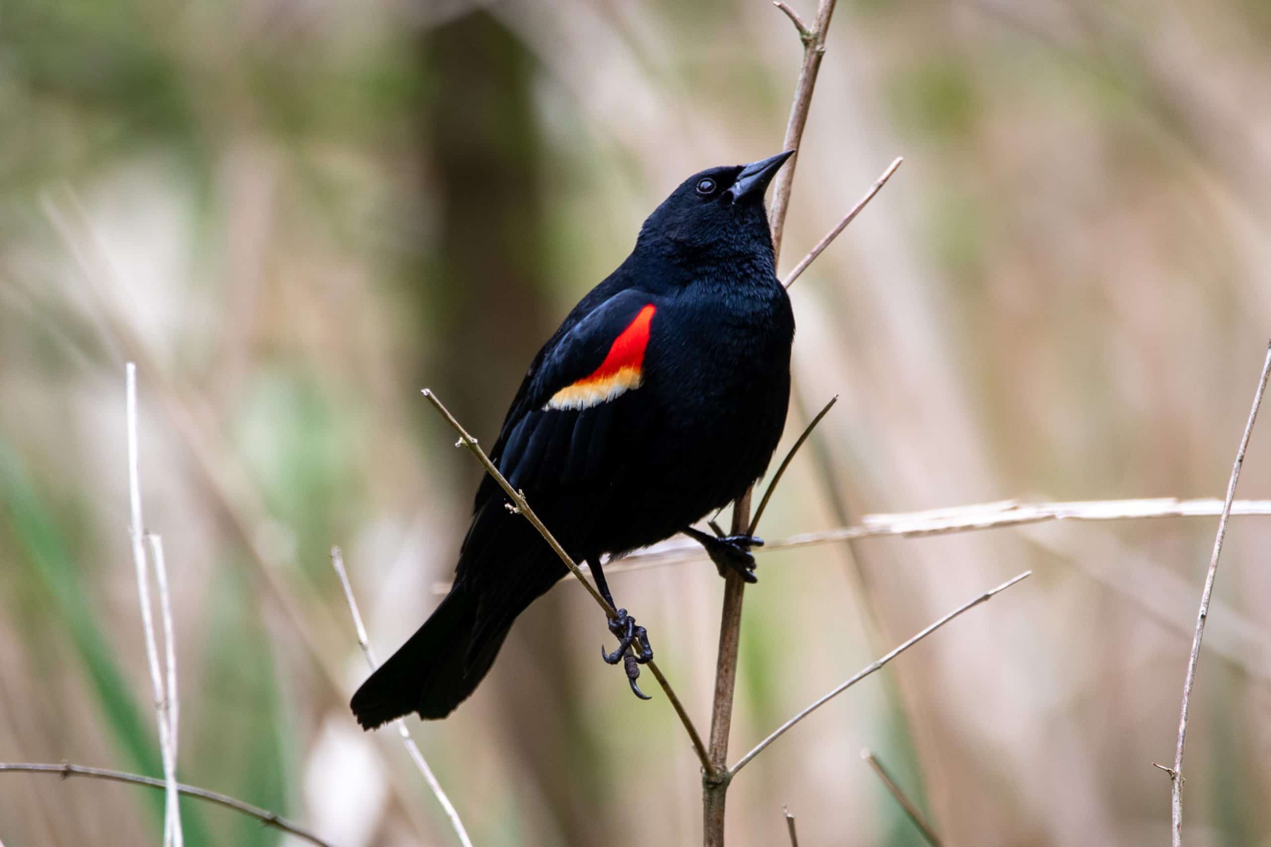 Red-Winged Blackbird Wallpapers