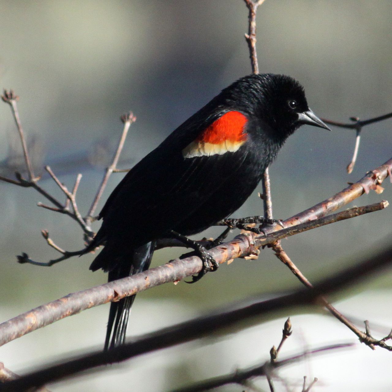Red-Winged Blackbird Wallpapers