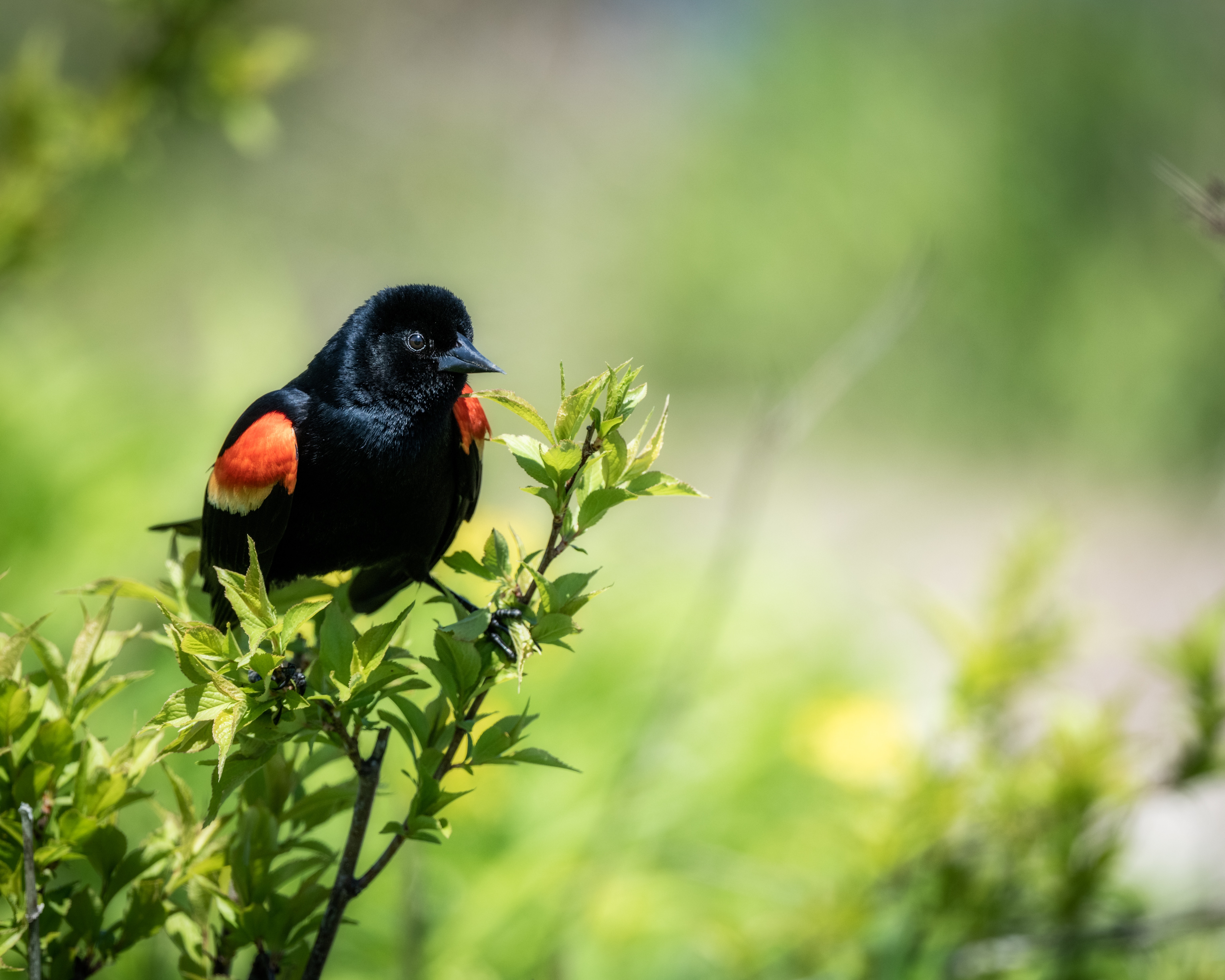 Red-Winged Blackbird Wallpapers