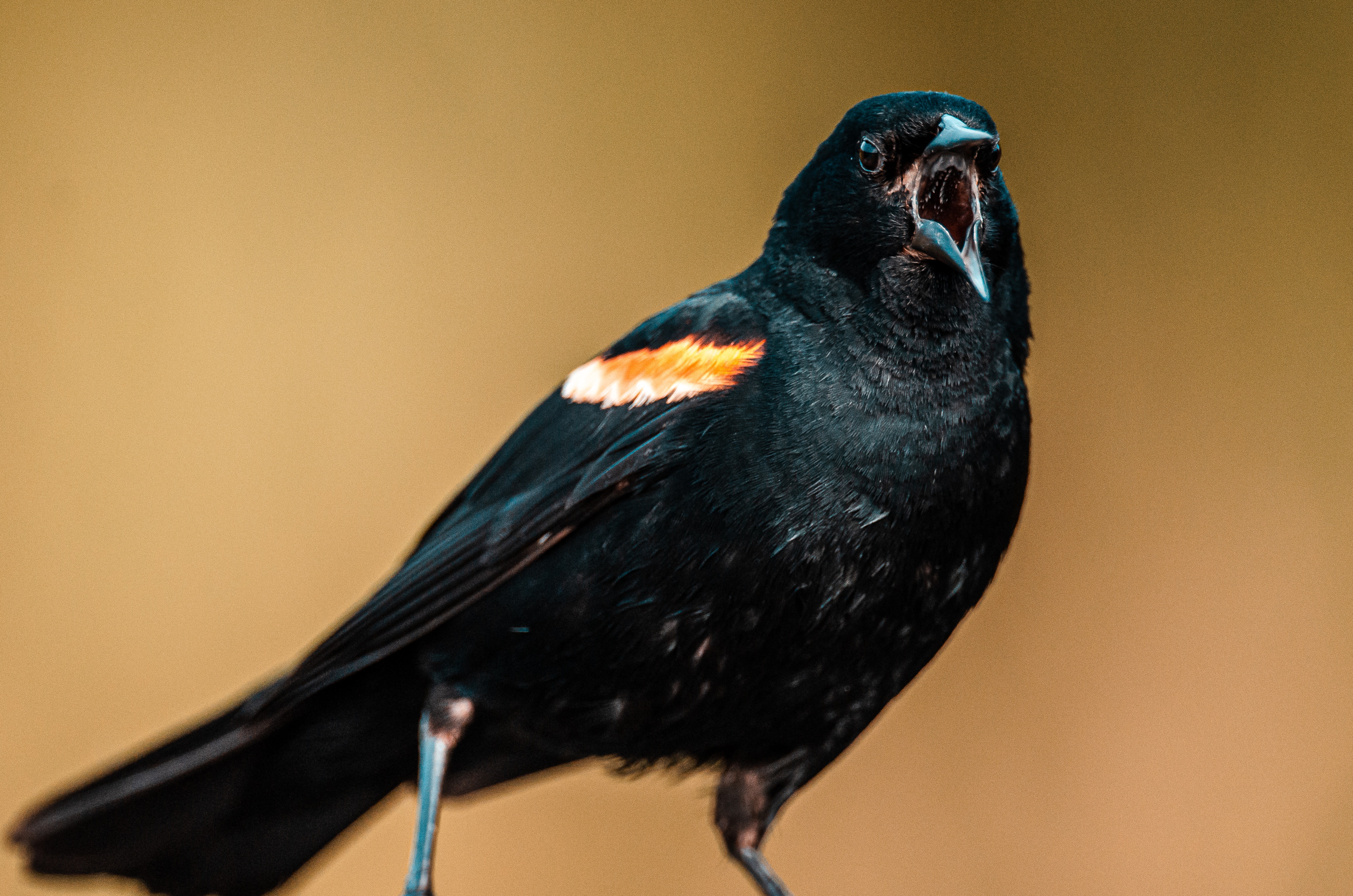 Red-Winged Blackbird Wallpapers