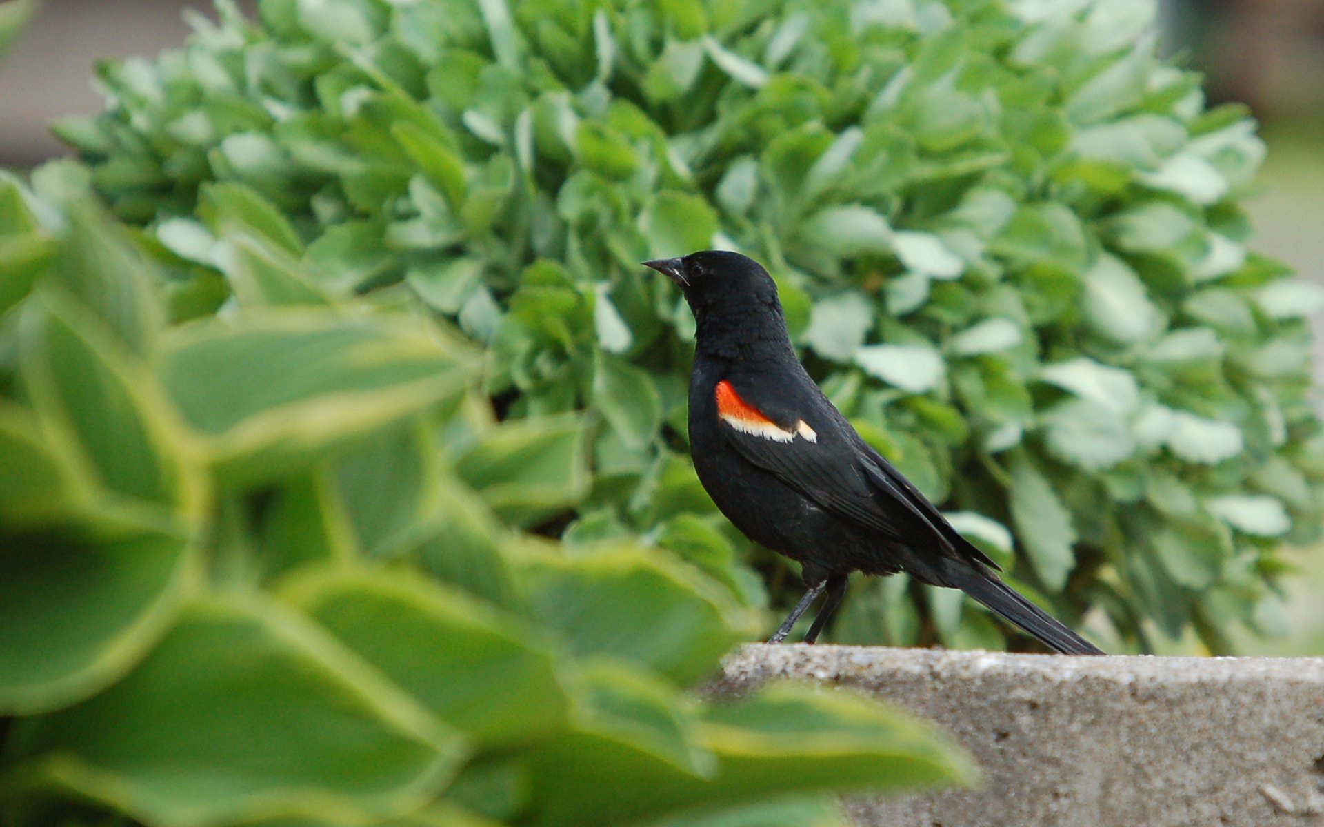 Red-Winged Blackbird Wallpapers