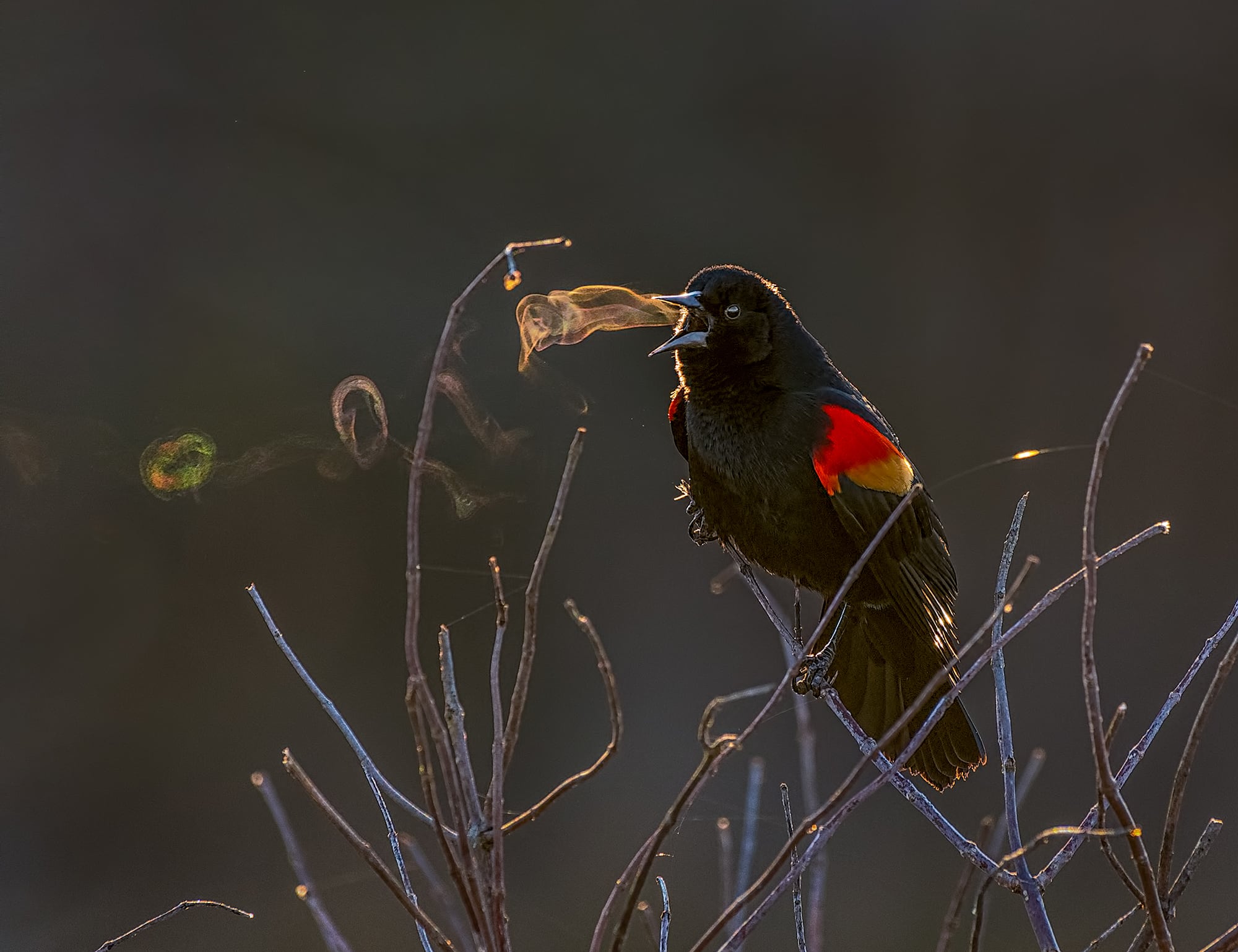 Red-Winged Blackbird Wallpapers