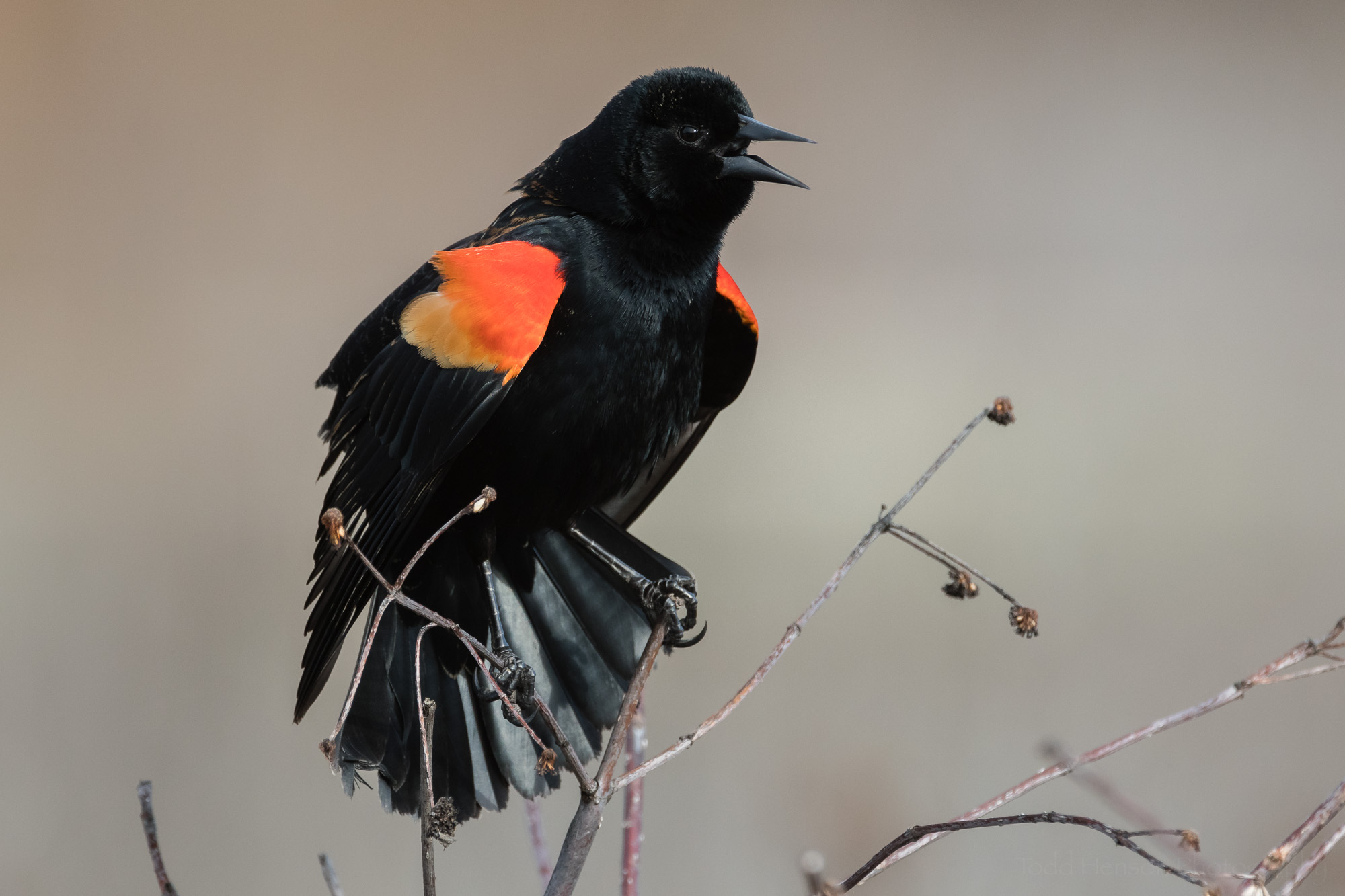 Red-Winged Blackbird Wallpapers