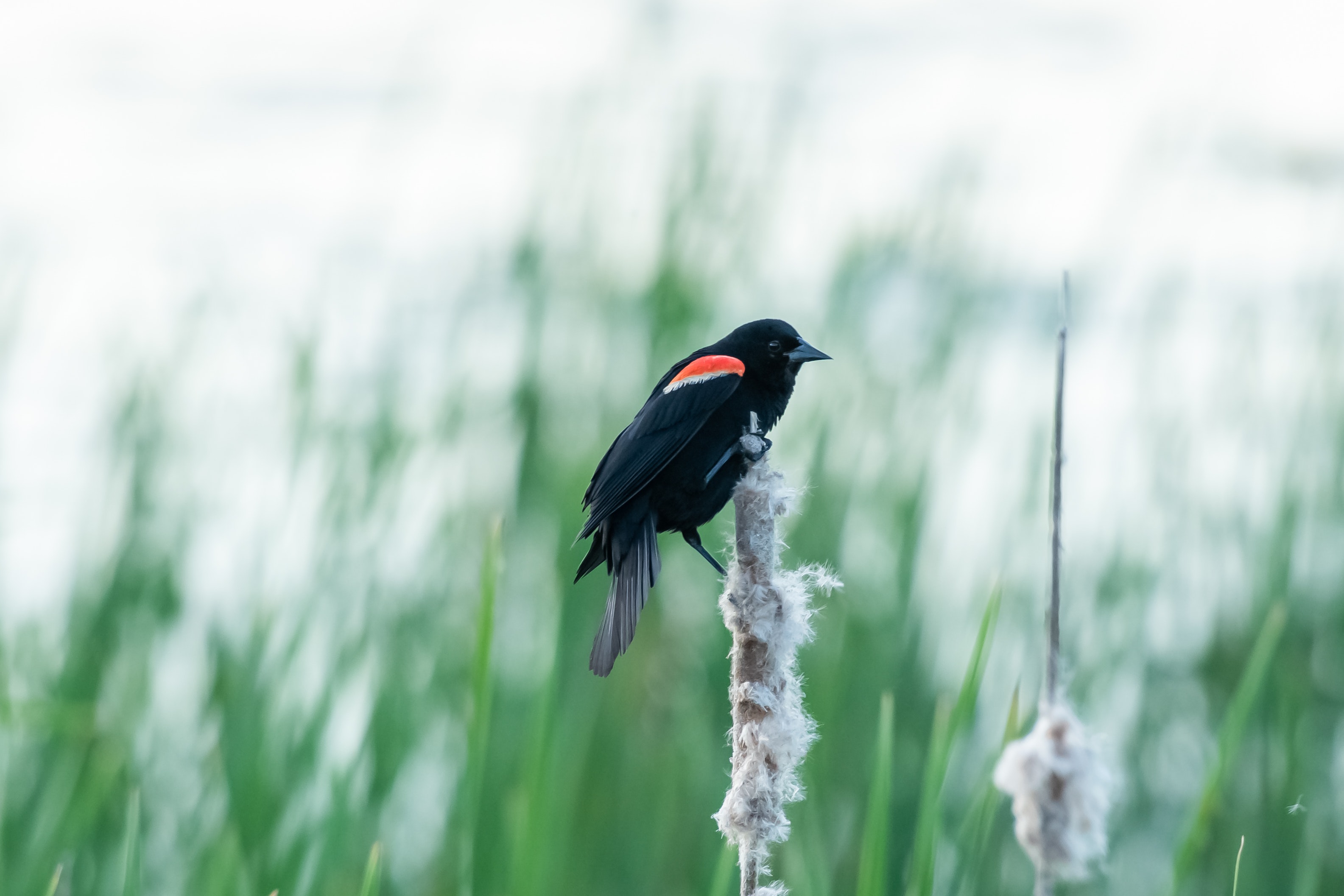 Red-Winged Blackbird Wallpapers