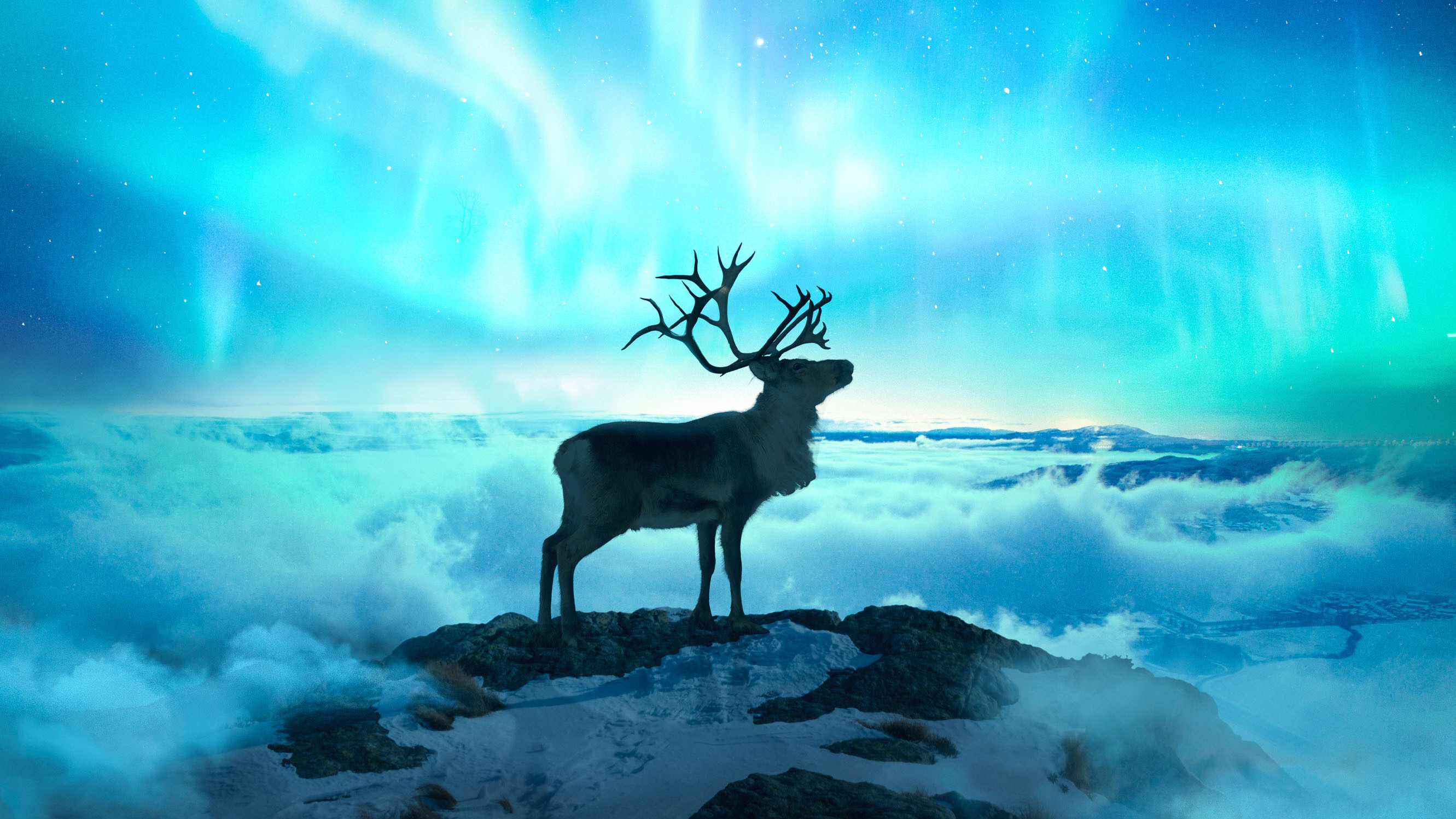 Reindeer Wallpapers