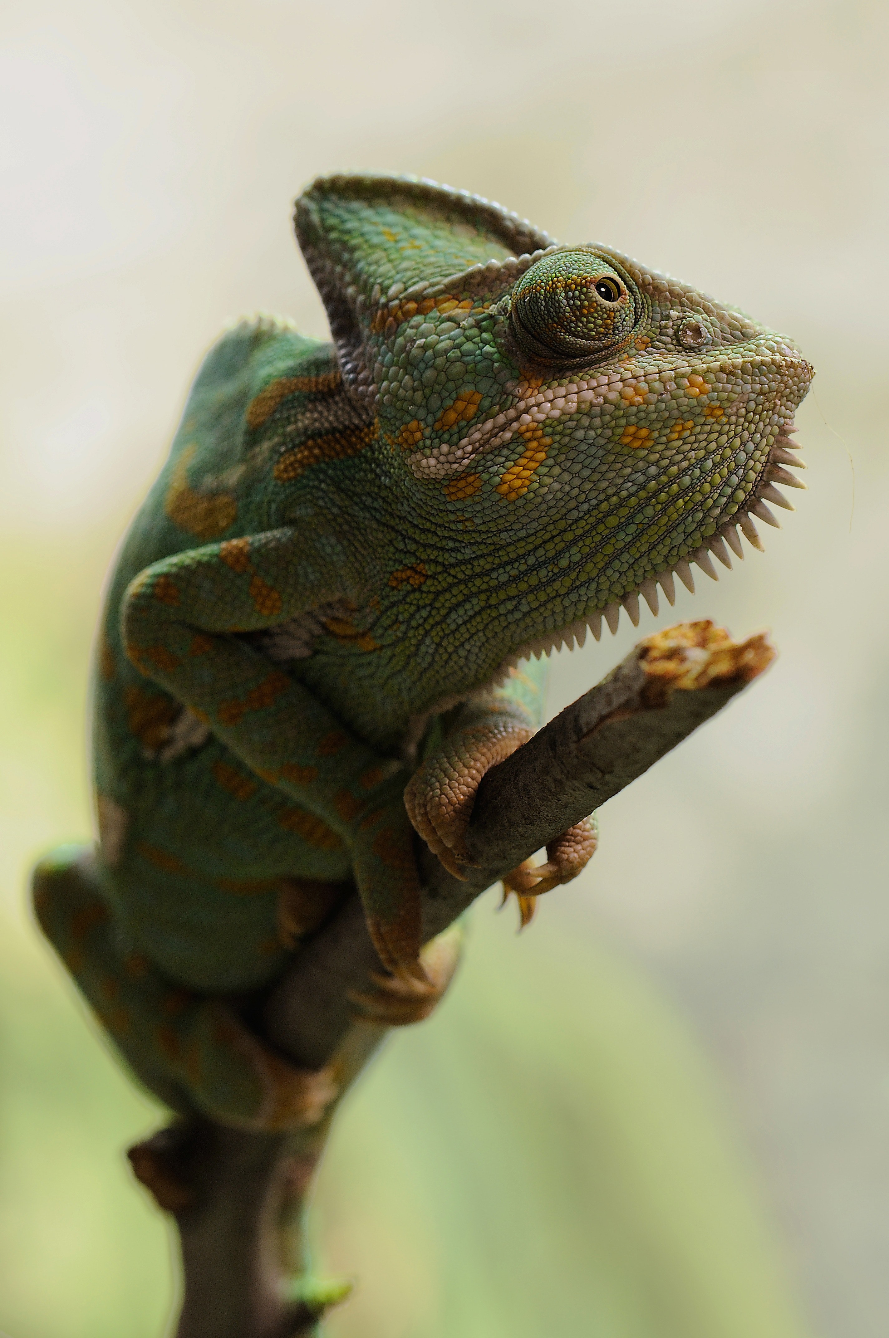 Reptile Wallpapers