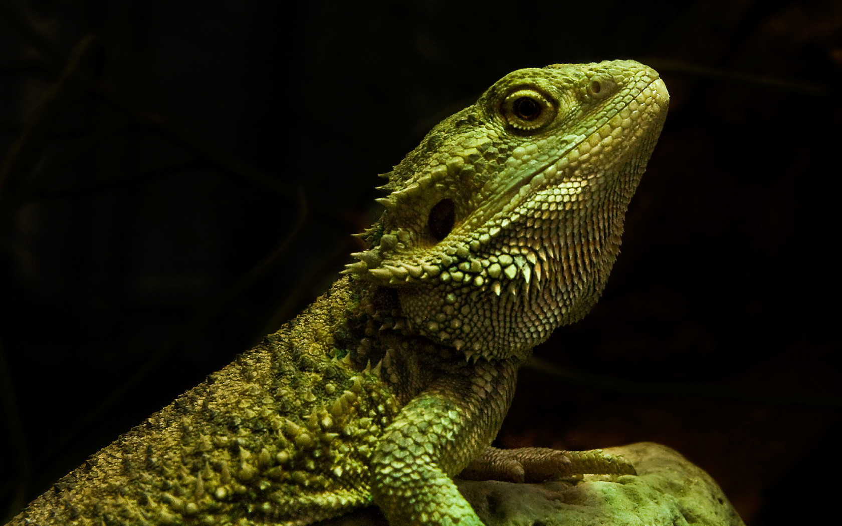 Reptile Wallpapers