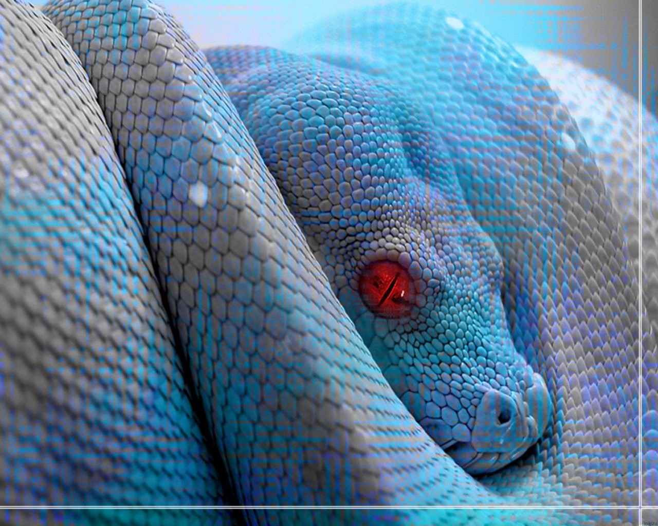 Reptile Wallpapers