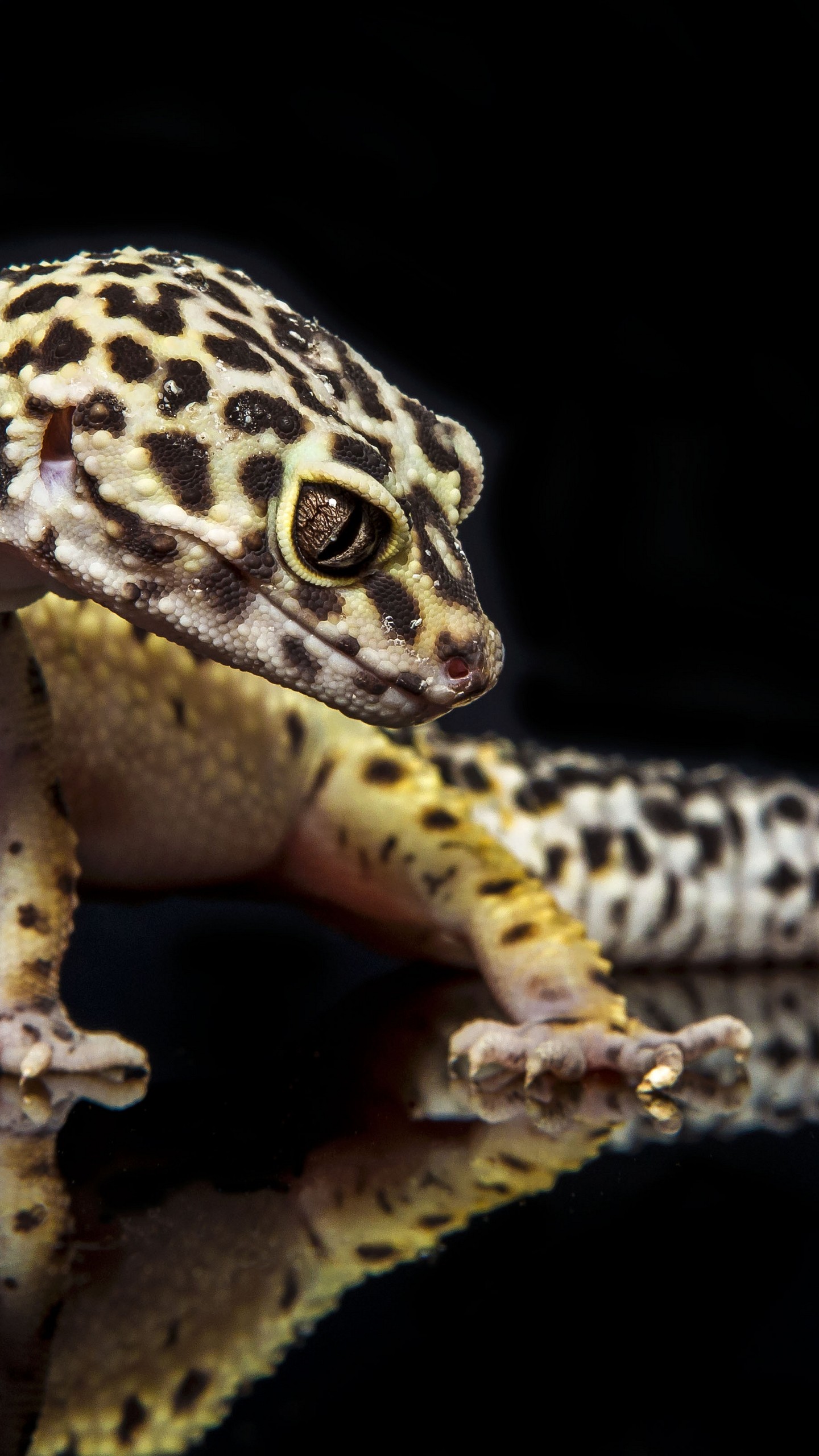 Reptile Wallpapers