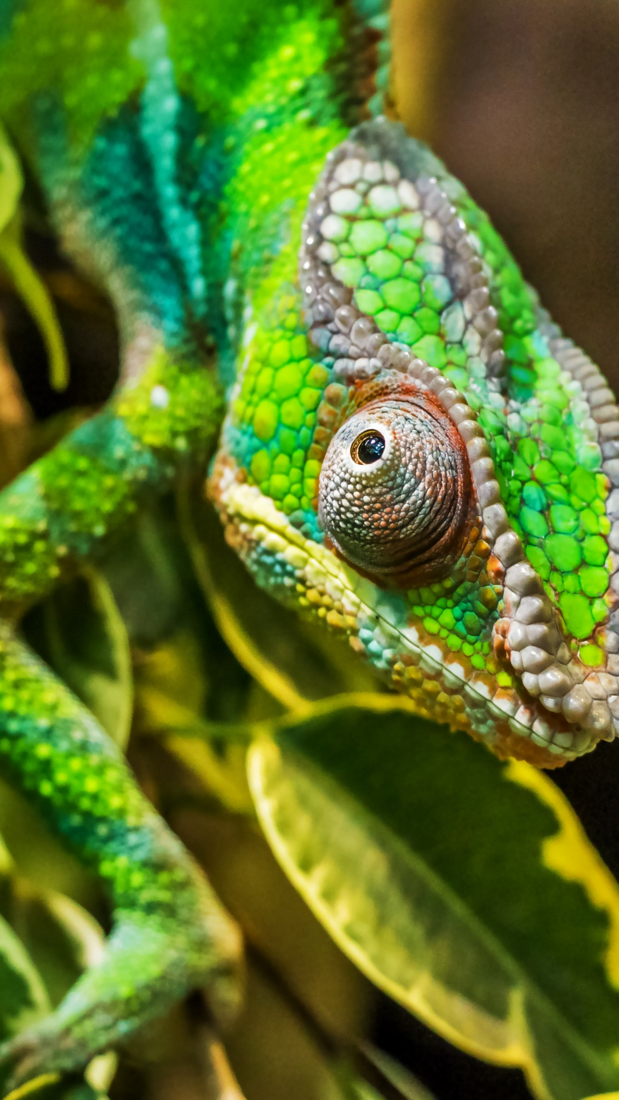 Reptile Wallpapers