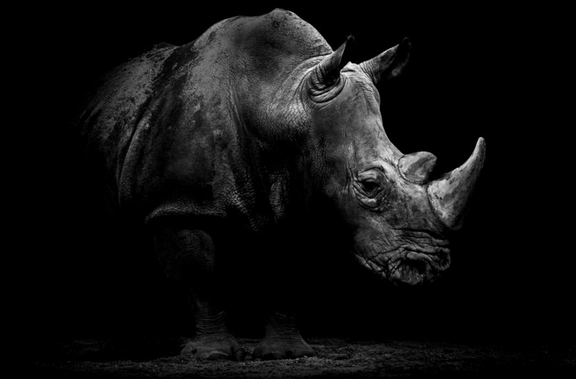 Rhinoceros Wallpapers