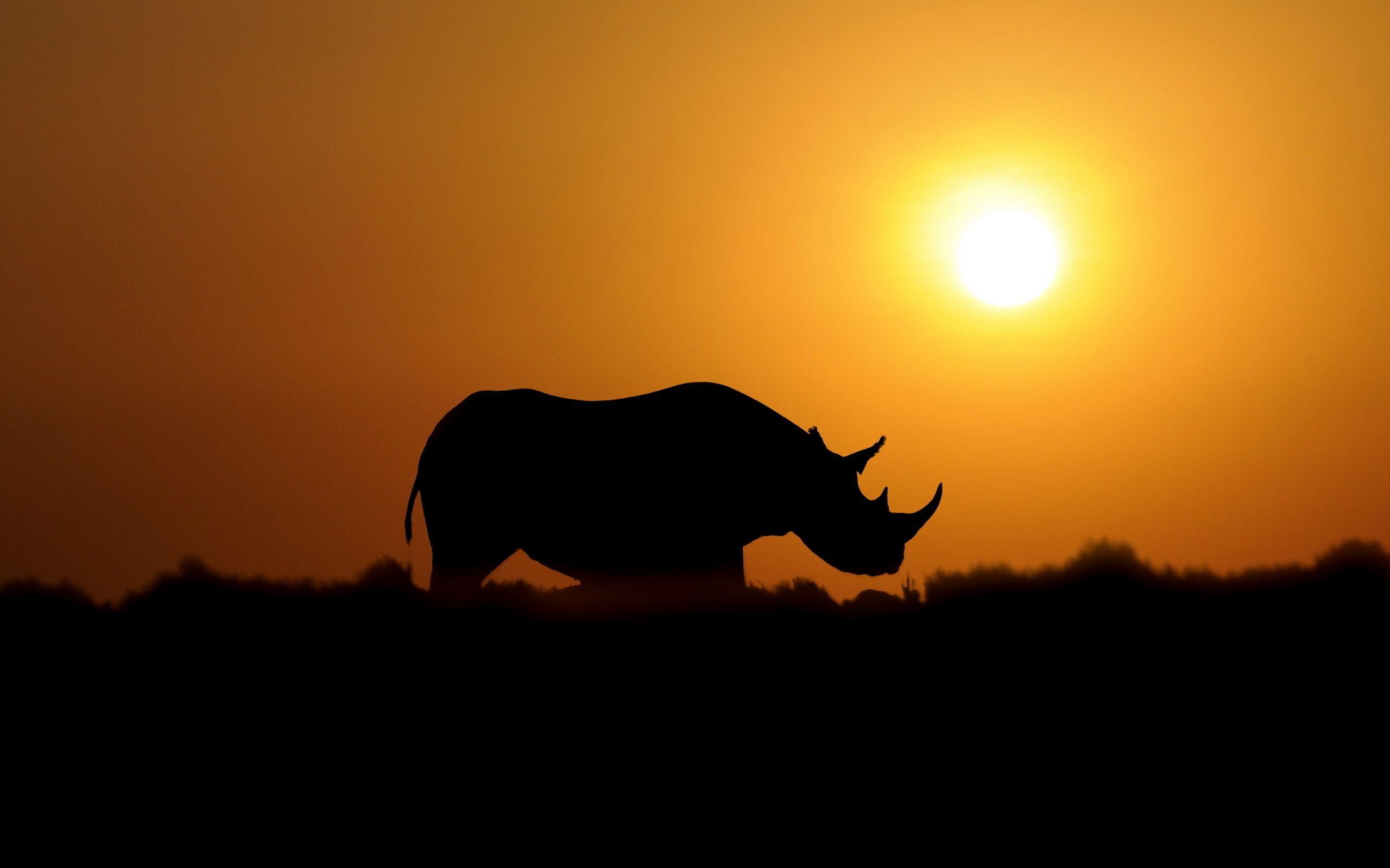 Rhinoceros Wallpapers