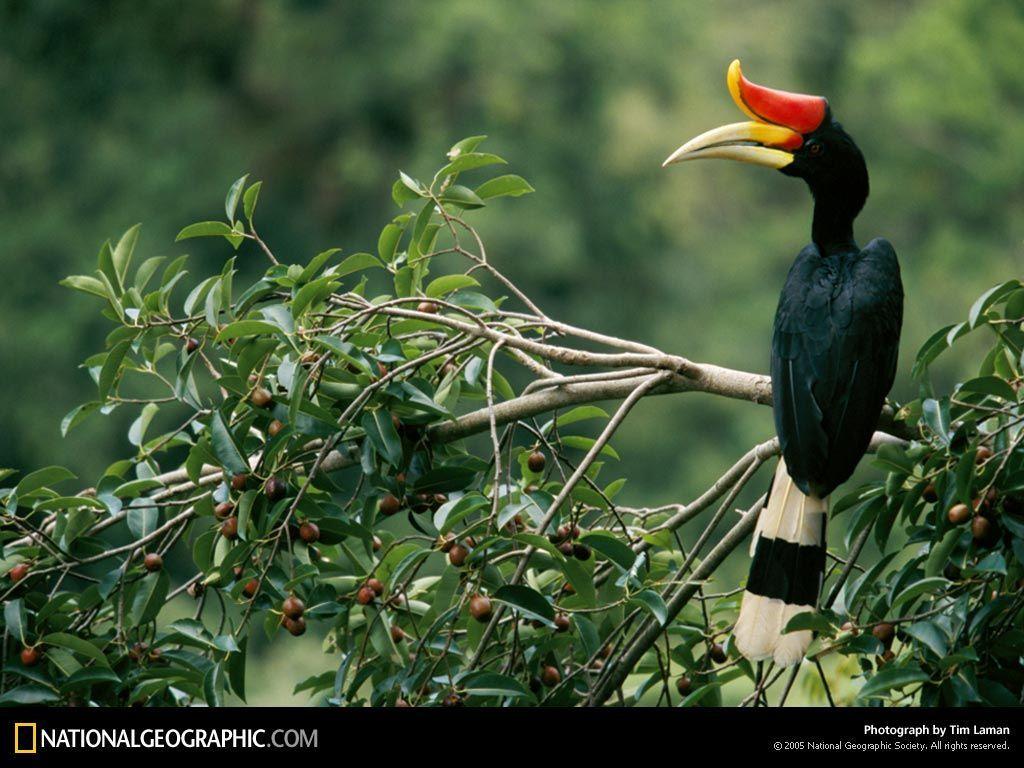 Rhinoceros Hornbill Wallpapers