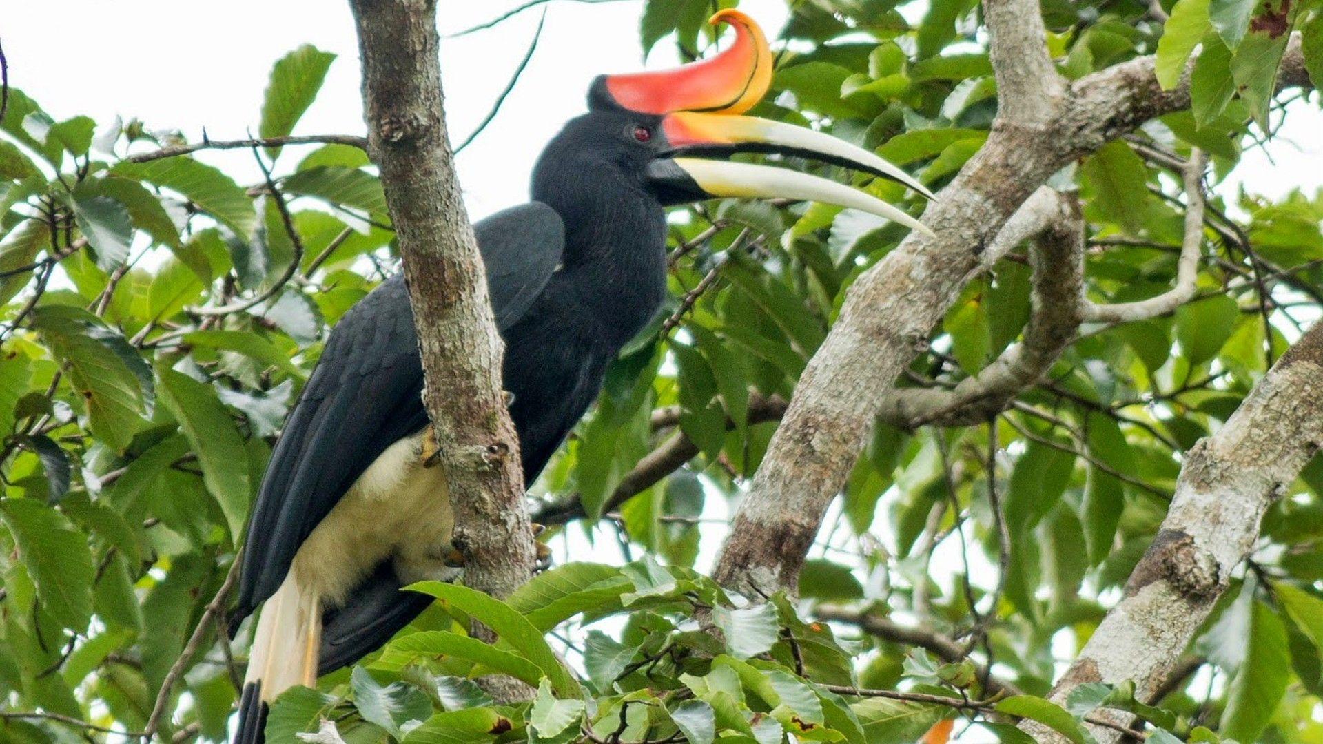 Rhinoceros Hornbill Wallpapers